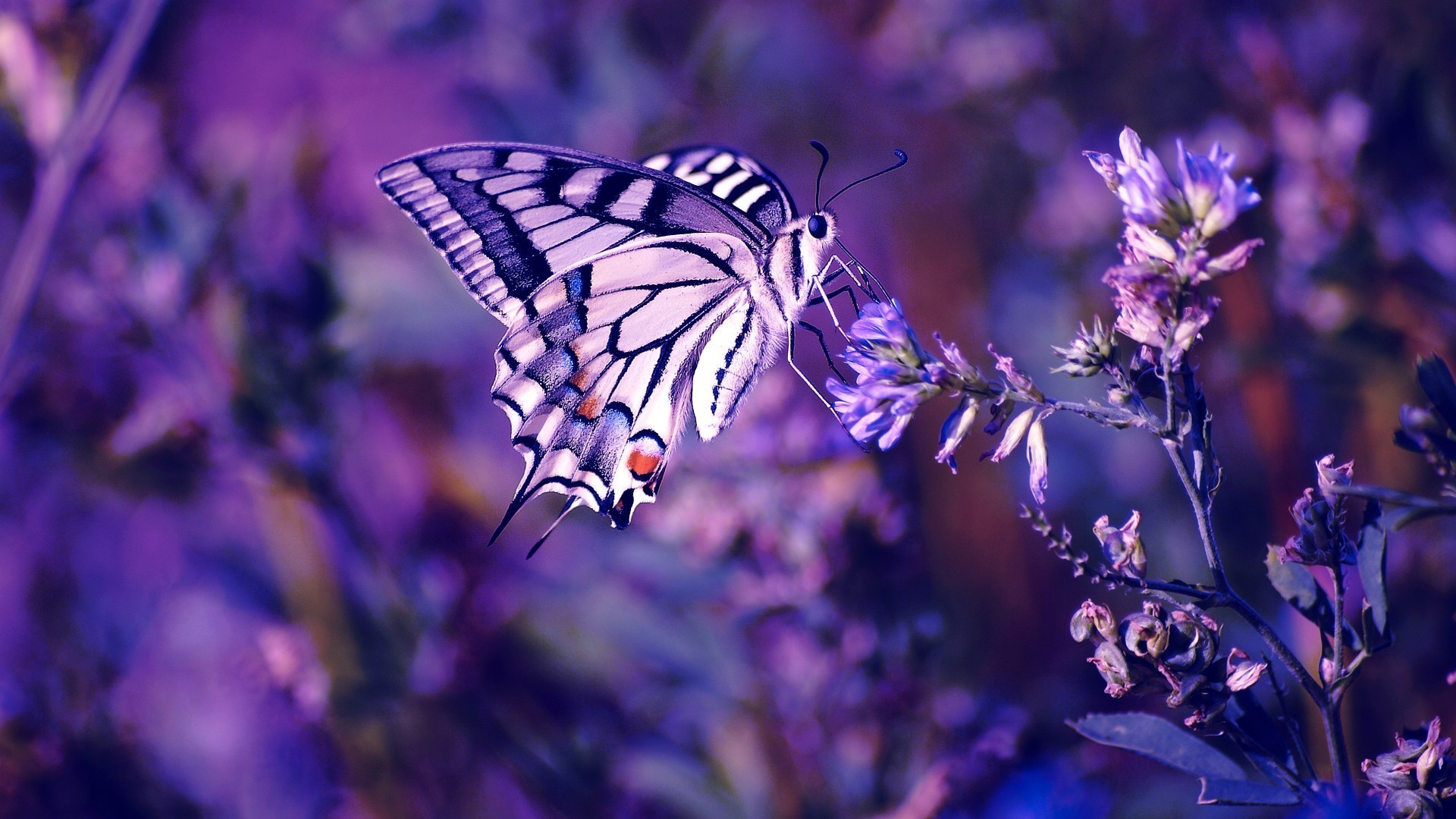 1920x1080 butterfly, Purple Flowers, Insect, Nature Wallpapers HD / Desktop and  Mobile Backgrounds