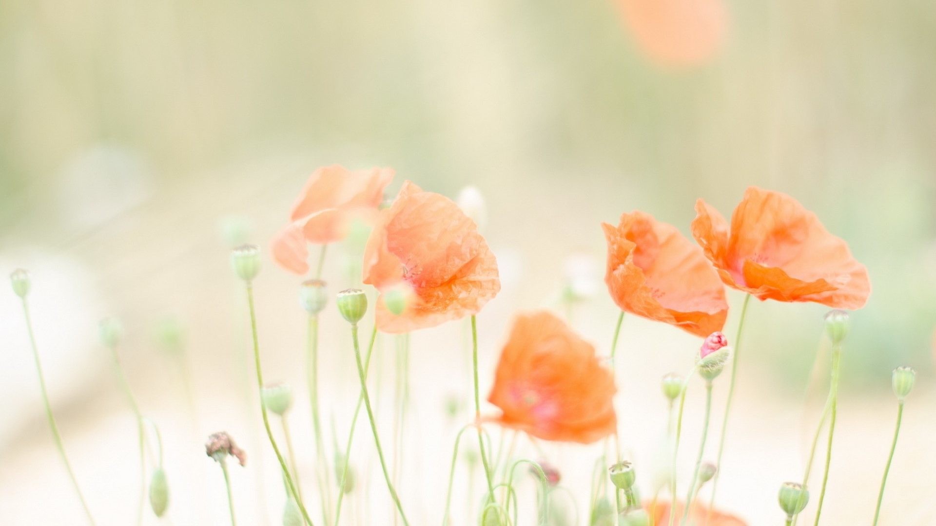 1920x1080 Poppies Summer Flowers Nature Beauty Soft Spring Pastel Colors Desktop  Backgrounds - 1920x1200