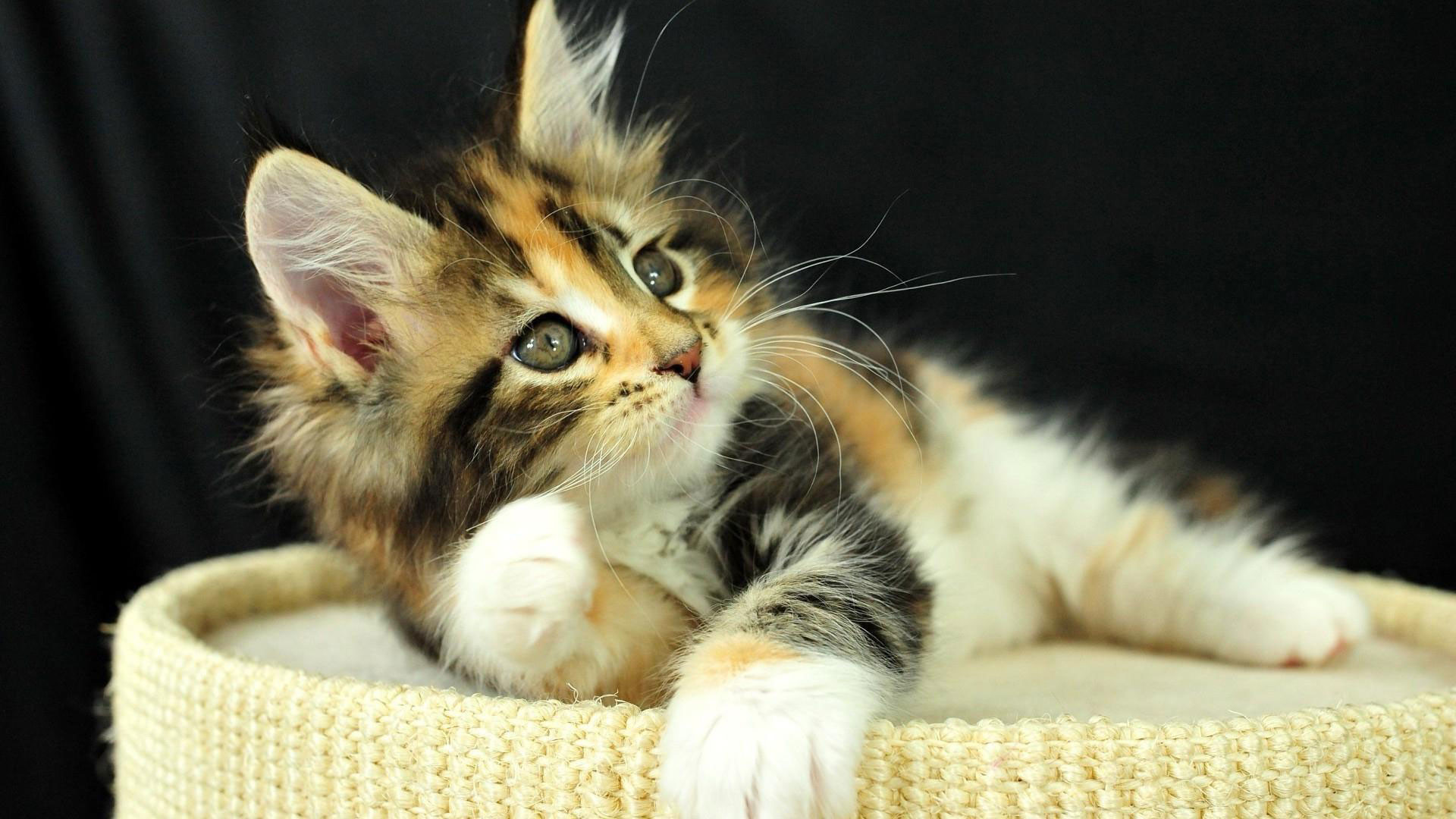 1920x1080 hd pics photos cute kitten beautiful small cat hd quality desktop background  wallpaper