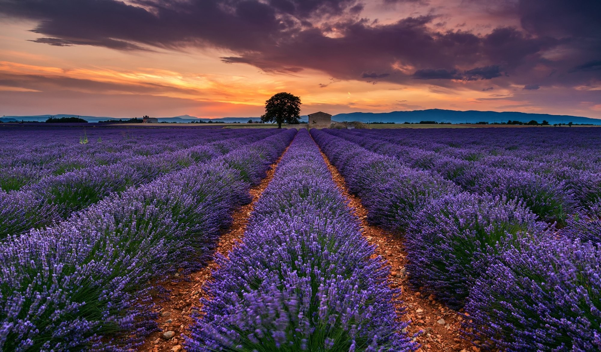 2000x1174 france provence summer july the field lavender flower tree sky clouds