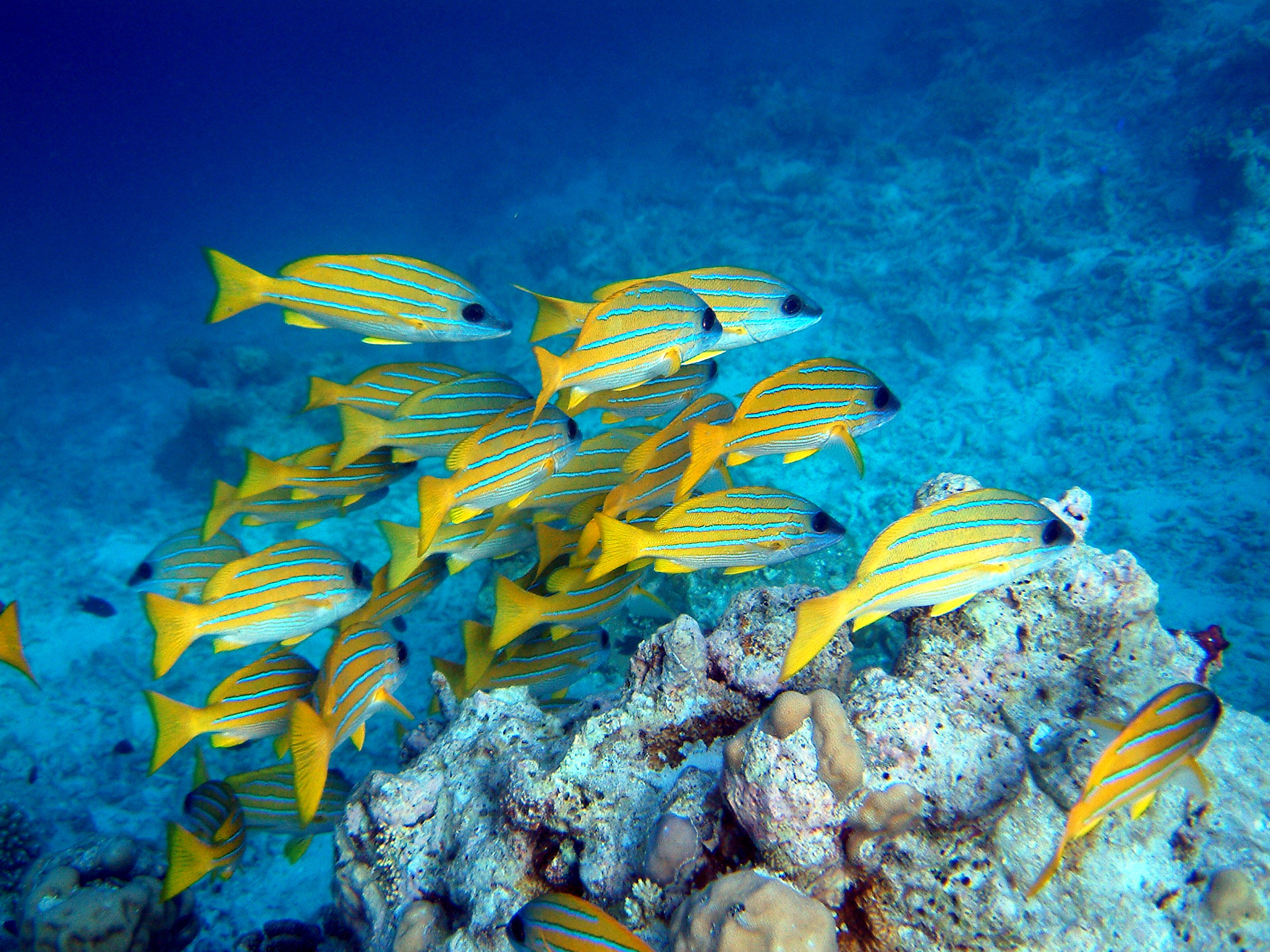 2048x1536 Everybody's favorites! images Tropical fish HD wallpaper and background  photos