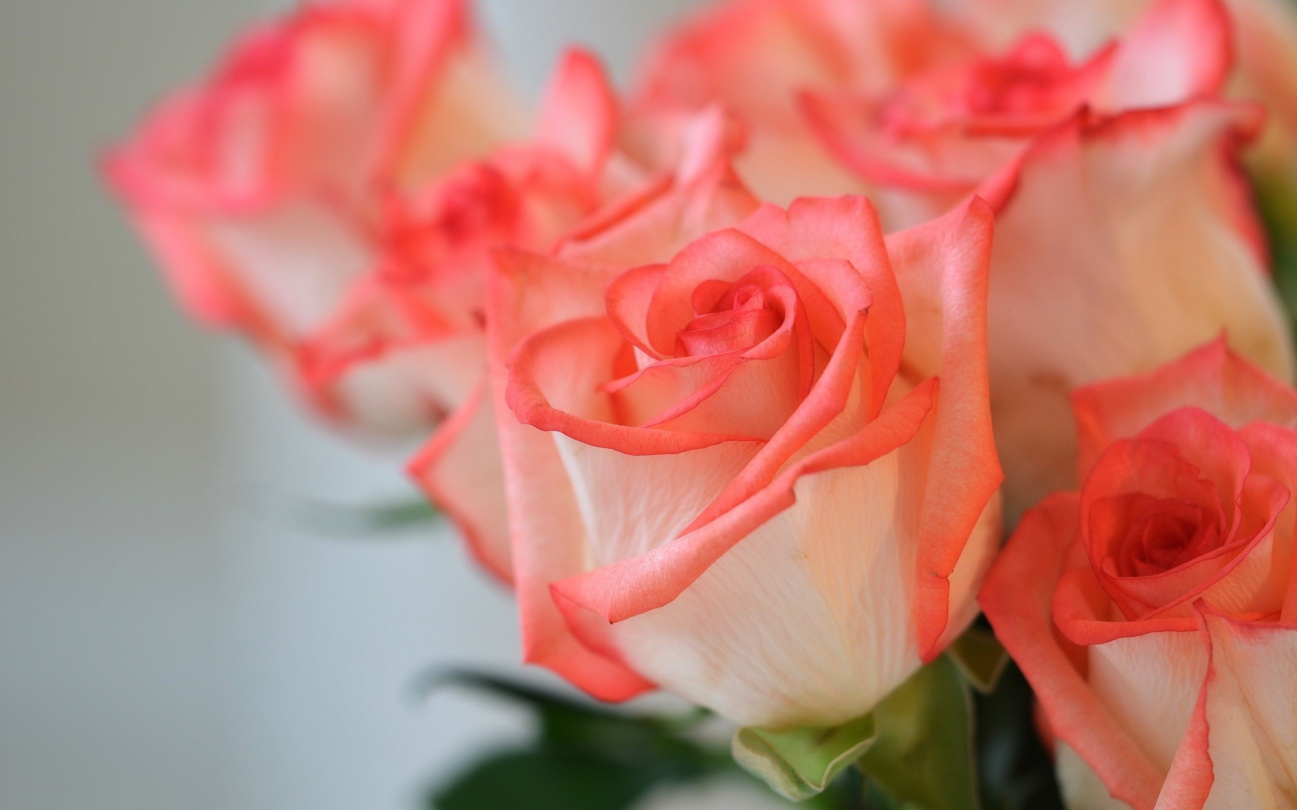 2560x1600 Beautiful bouquet - pink roses Beautiful Pink Roses Bouquet In Basket Stock  Photo - Image: 42290498