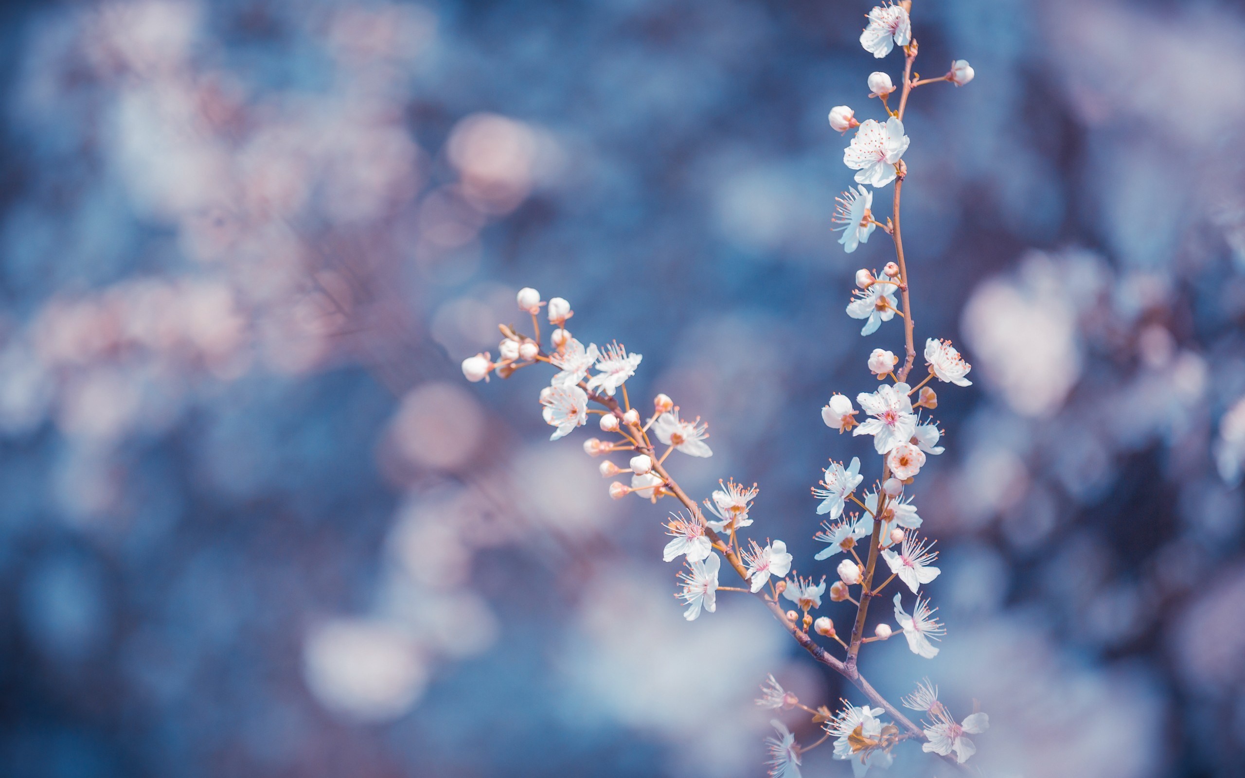 2560x1600 Explore Background Pictures and more! twig flowers bokeh