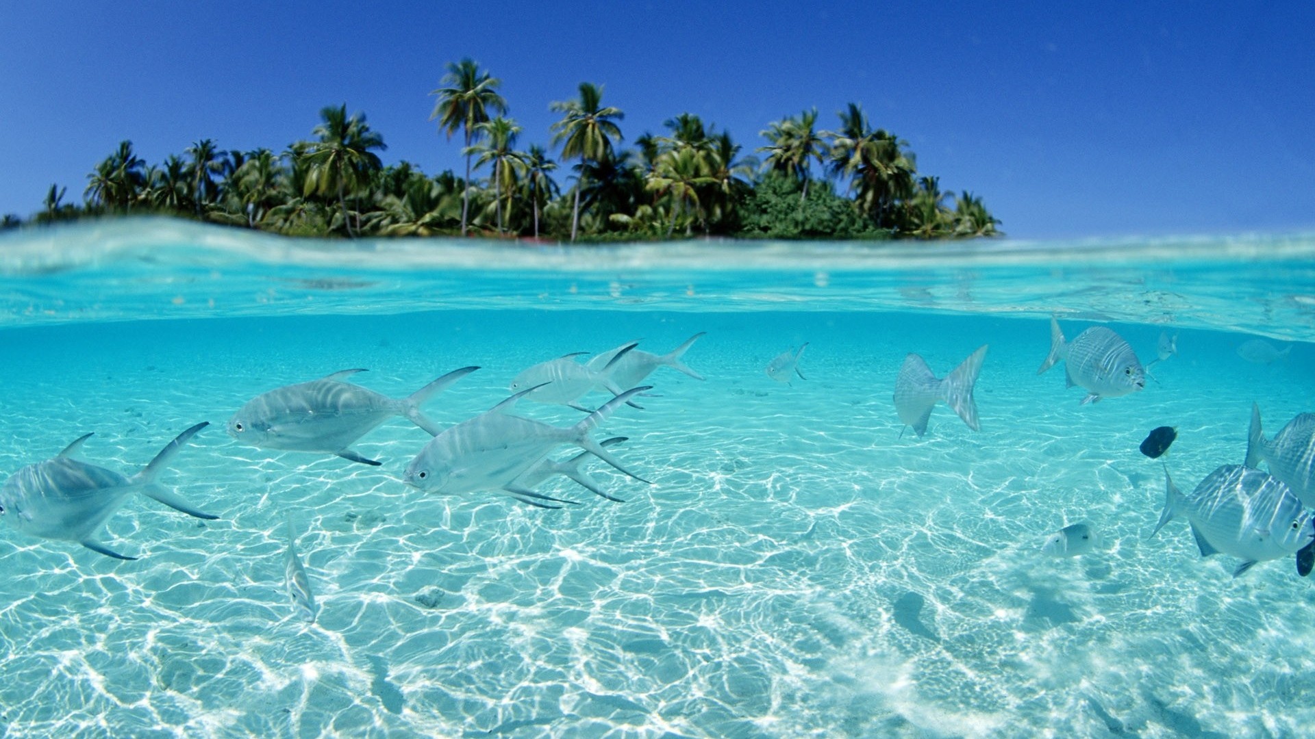 1920x1080  Wallpaper fishes, under water, palm trees, water, transparent, an  azure