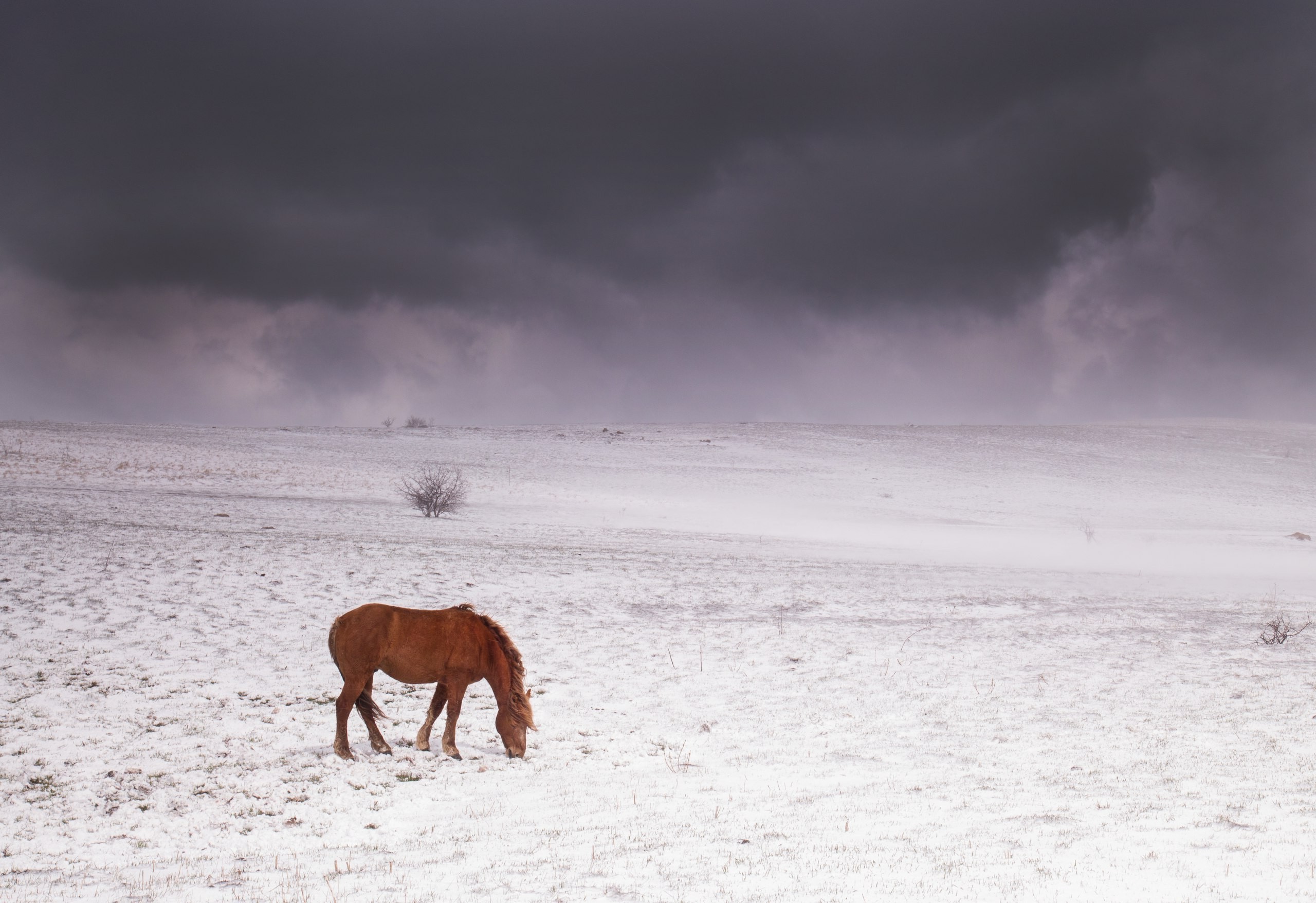 2560x1756 horse mountains crimea snow sky Wallpapers HD / Desktop and Mobile  Backgrounds