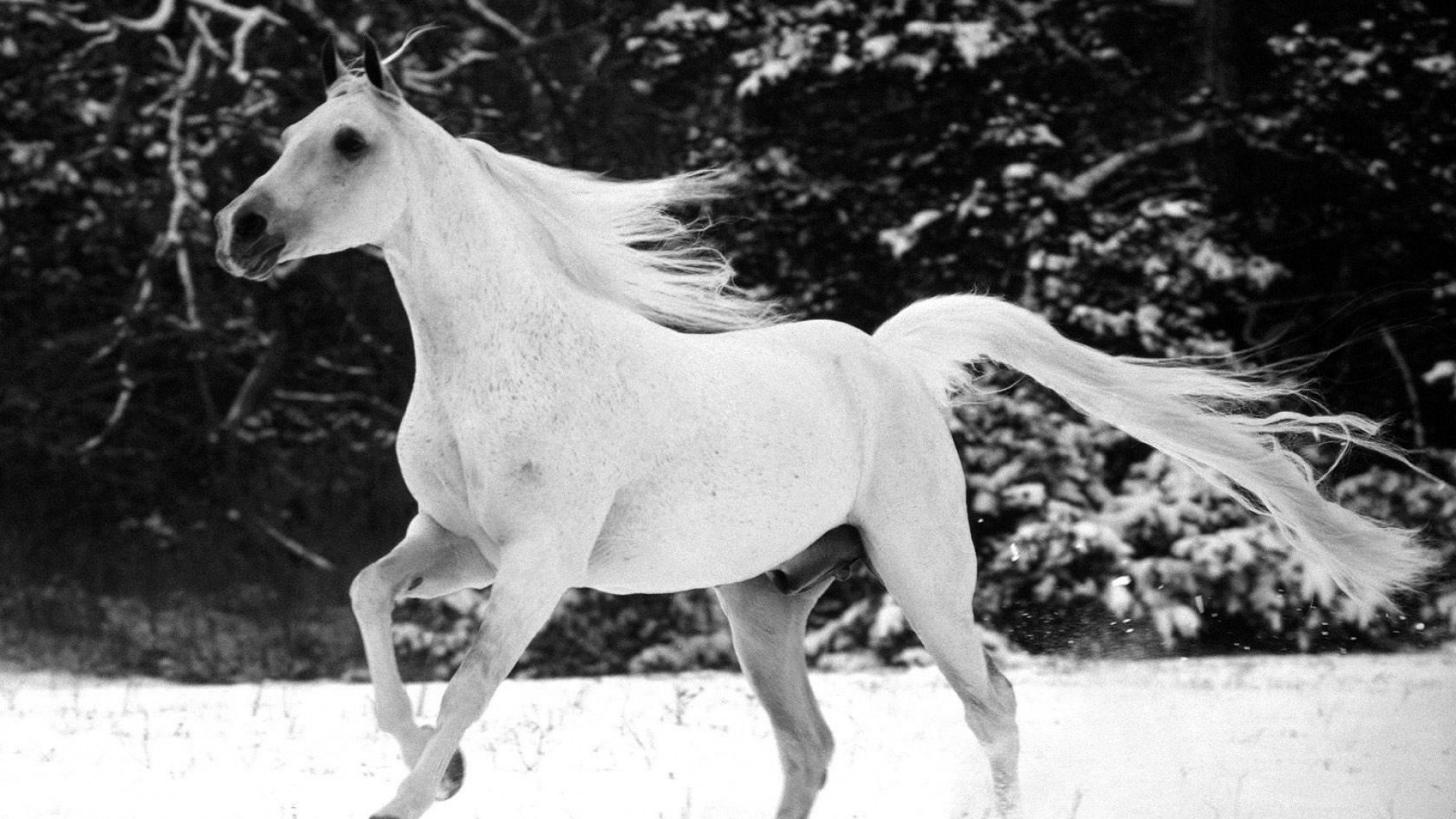 1920x1080 White Horse Full HD Wallpaper 