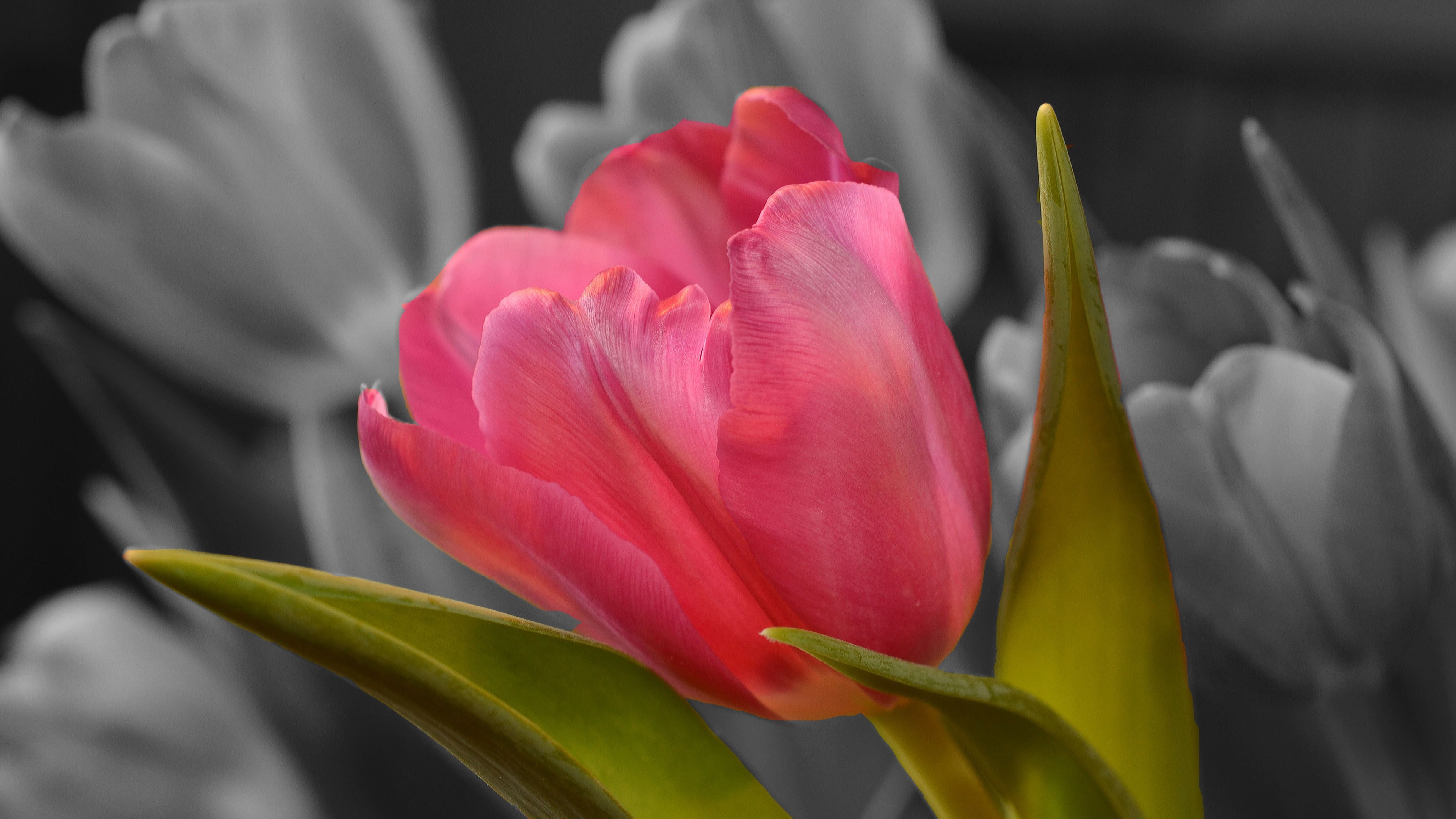 3840x2160 Flowers / Pink Tulip Wallpaper
