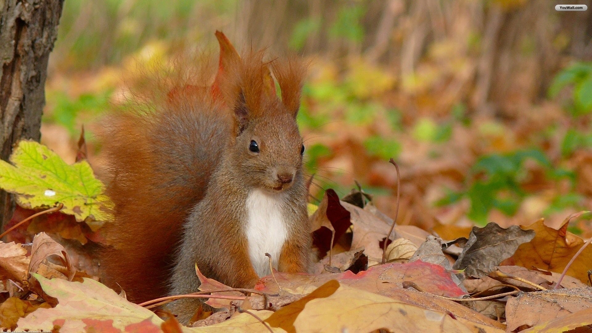 1920x1080 Squirrel Wallpapers