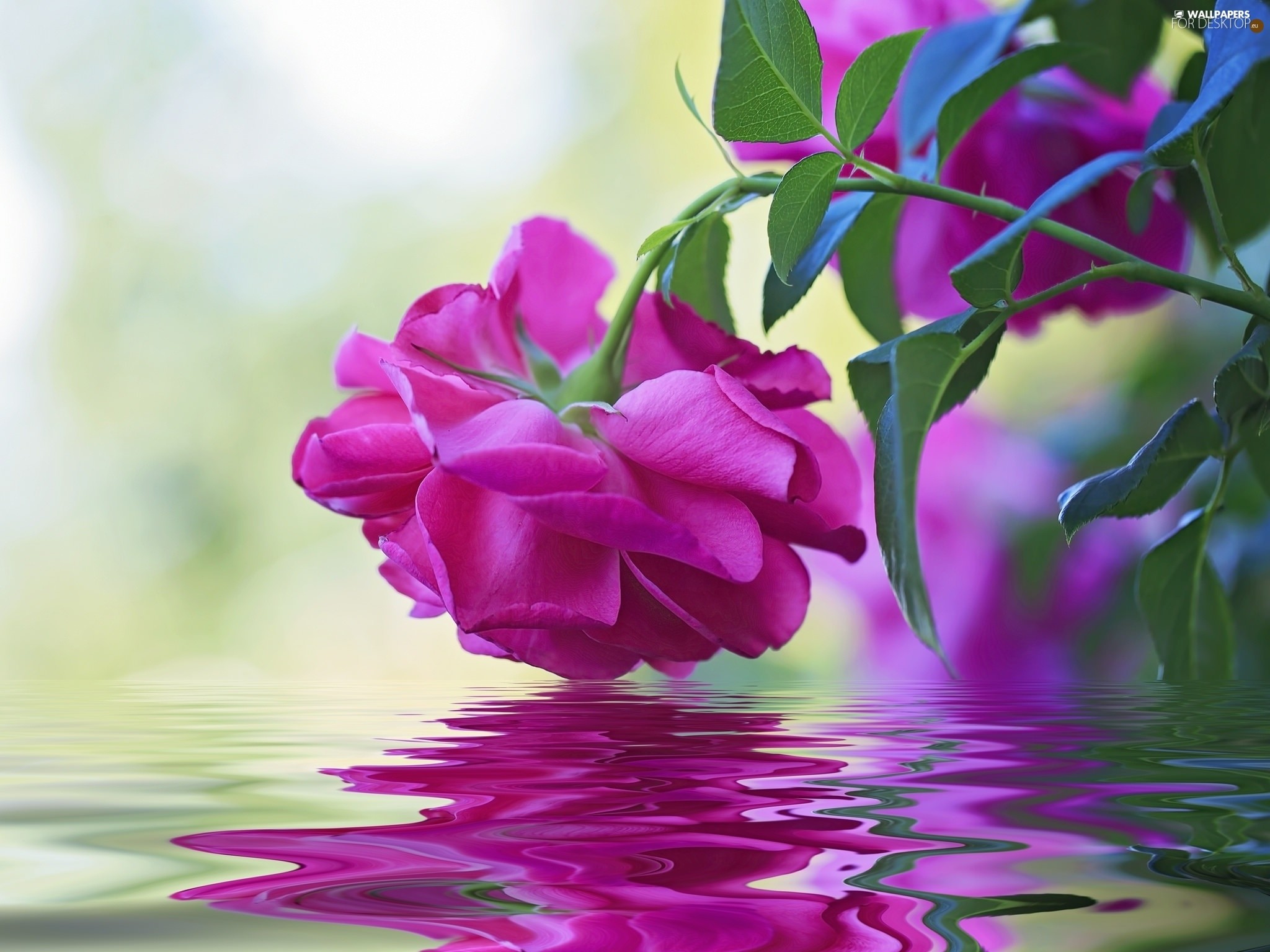 2048x1535 reflection, water, Purple, rose