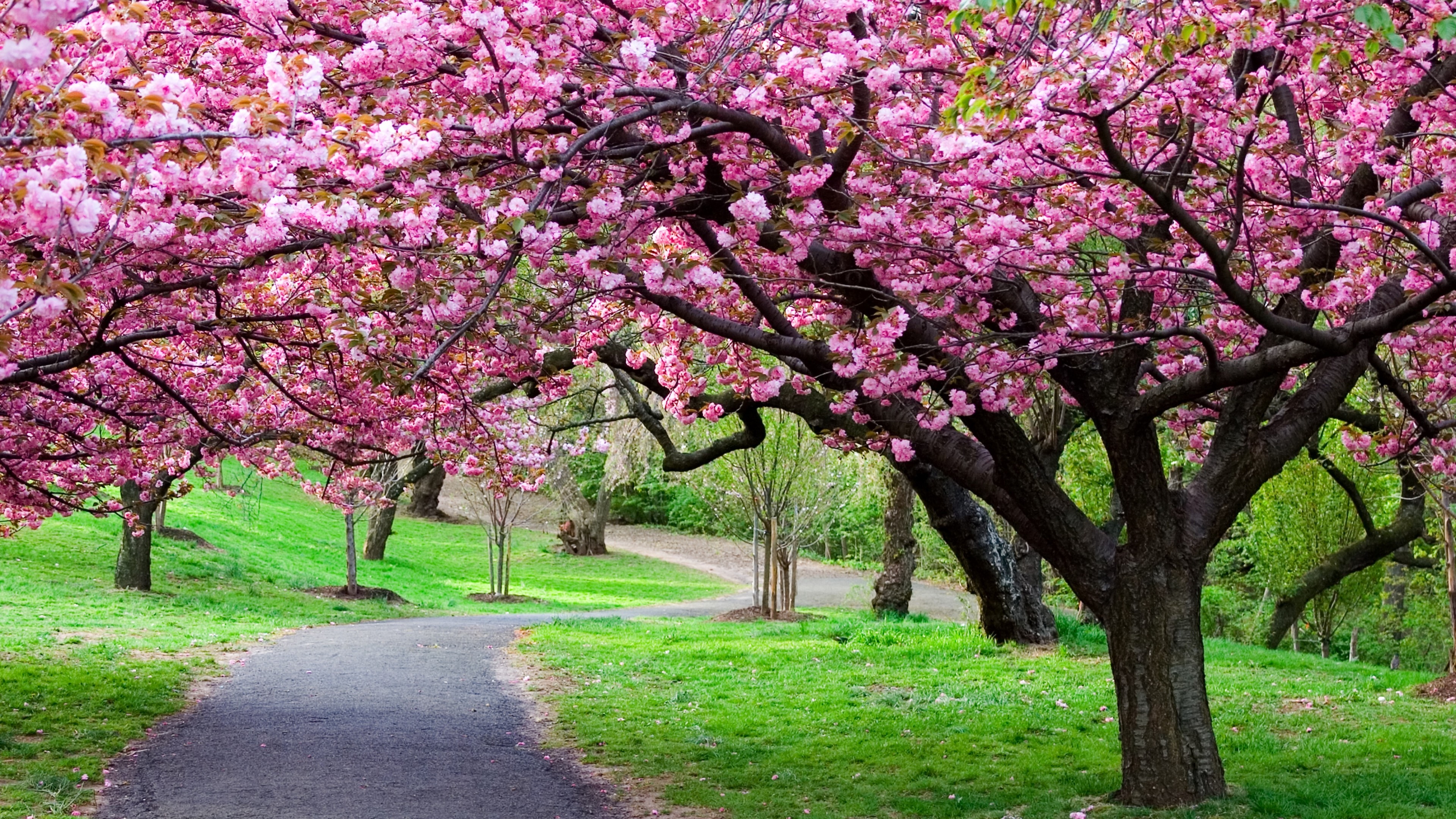 3840x2160 Erde/Natur - Sakura FrÃ¼hling Japan Pfad Park Cherry Blossom Cherry Tree  Wallpaper