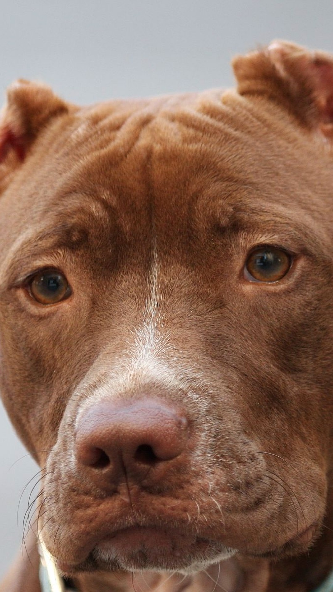1080x1920  Wallpaper american pitbull, face, eyes, purebred dog