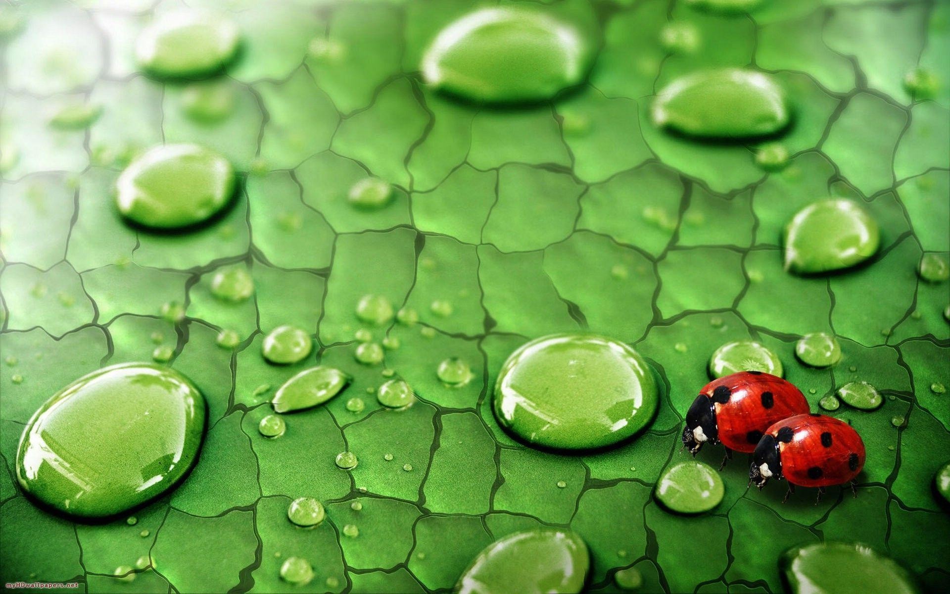1920x1200 Most Downloaded Raindrop Wallpapers - Full HD wallpaper search