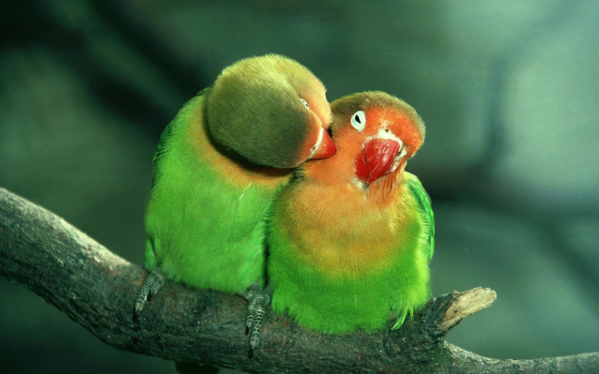 1920x1200 Wallpapers For > Wallpapers Hd Love Birds