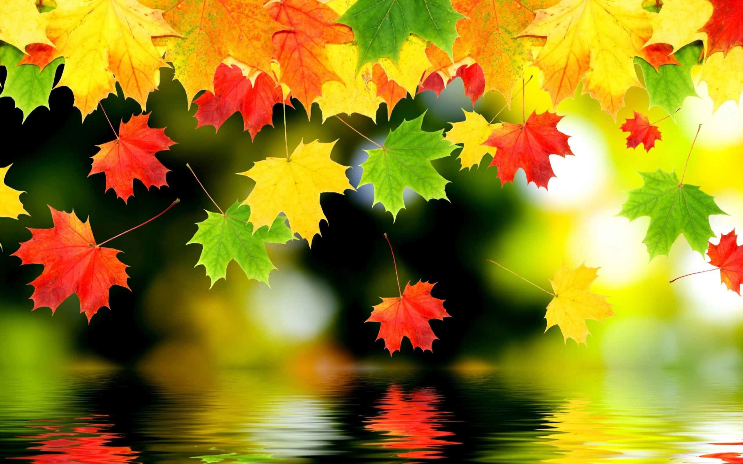 2560x1600 Leaves Autumn Fall Foliage Water Free Nature Desktop Wallpapers Backgrounds
