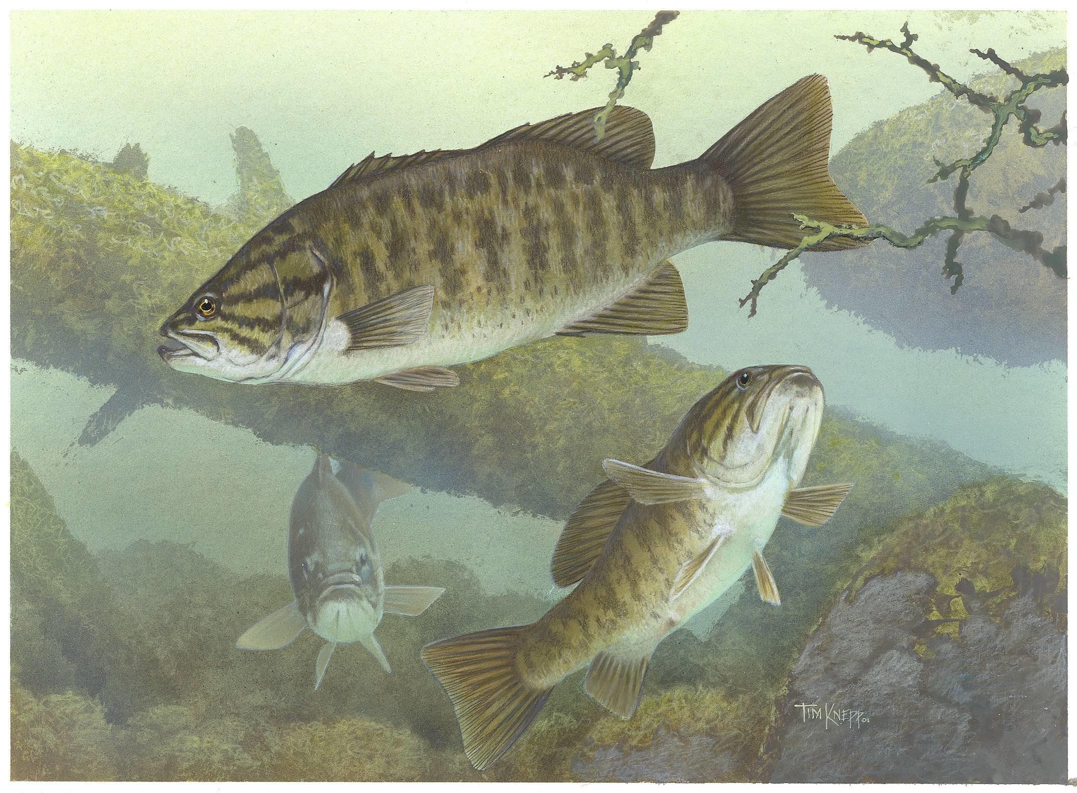 2151x1584 bass fishing wallpaper #443998