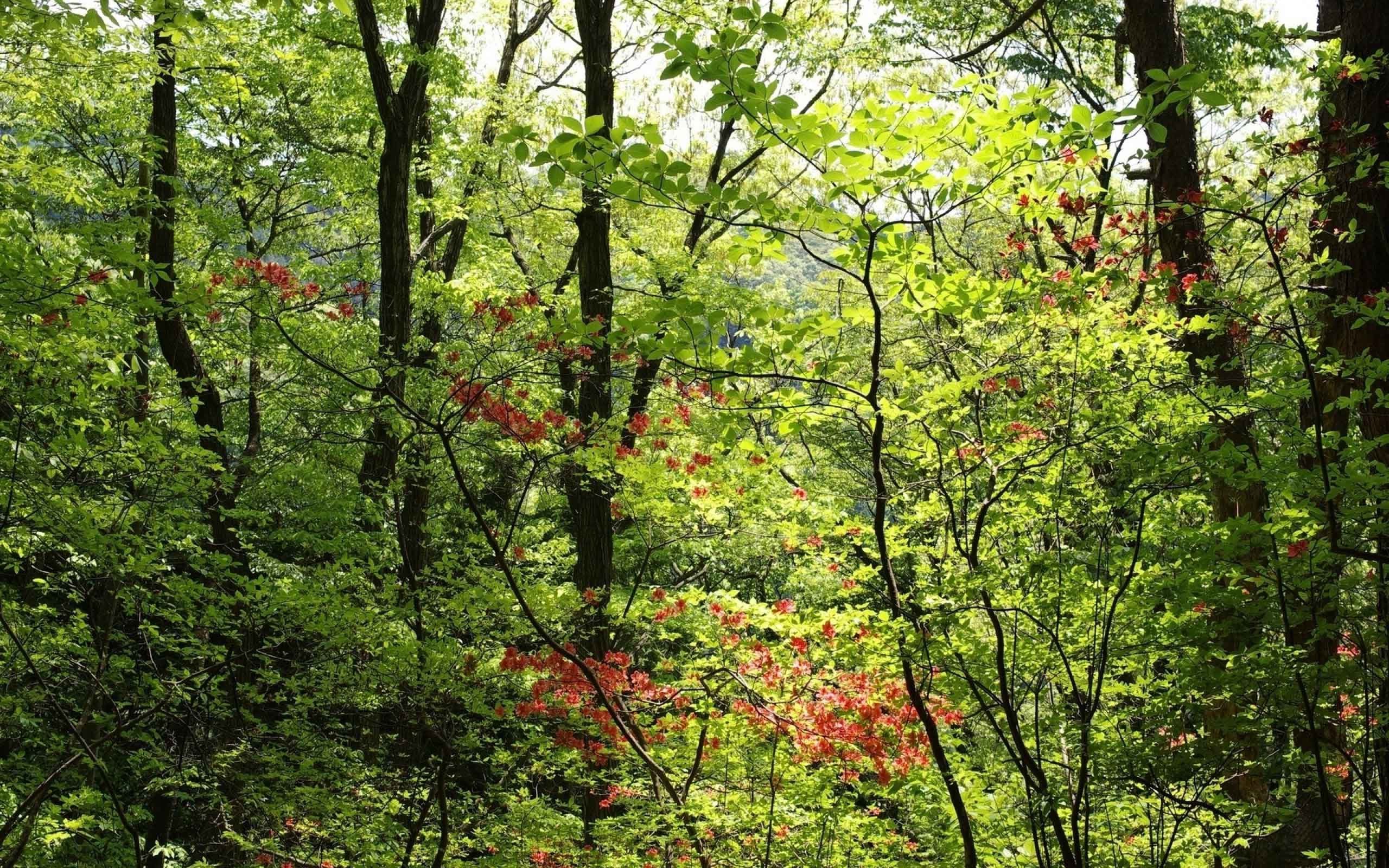 2560x1600 Trees Landscape Nature Forest Tree Desktop Wallpaper Download