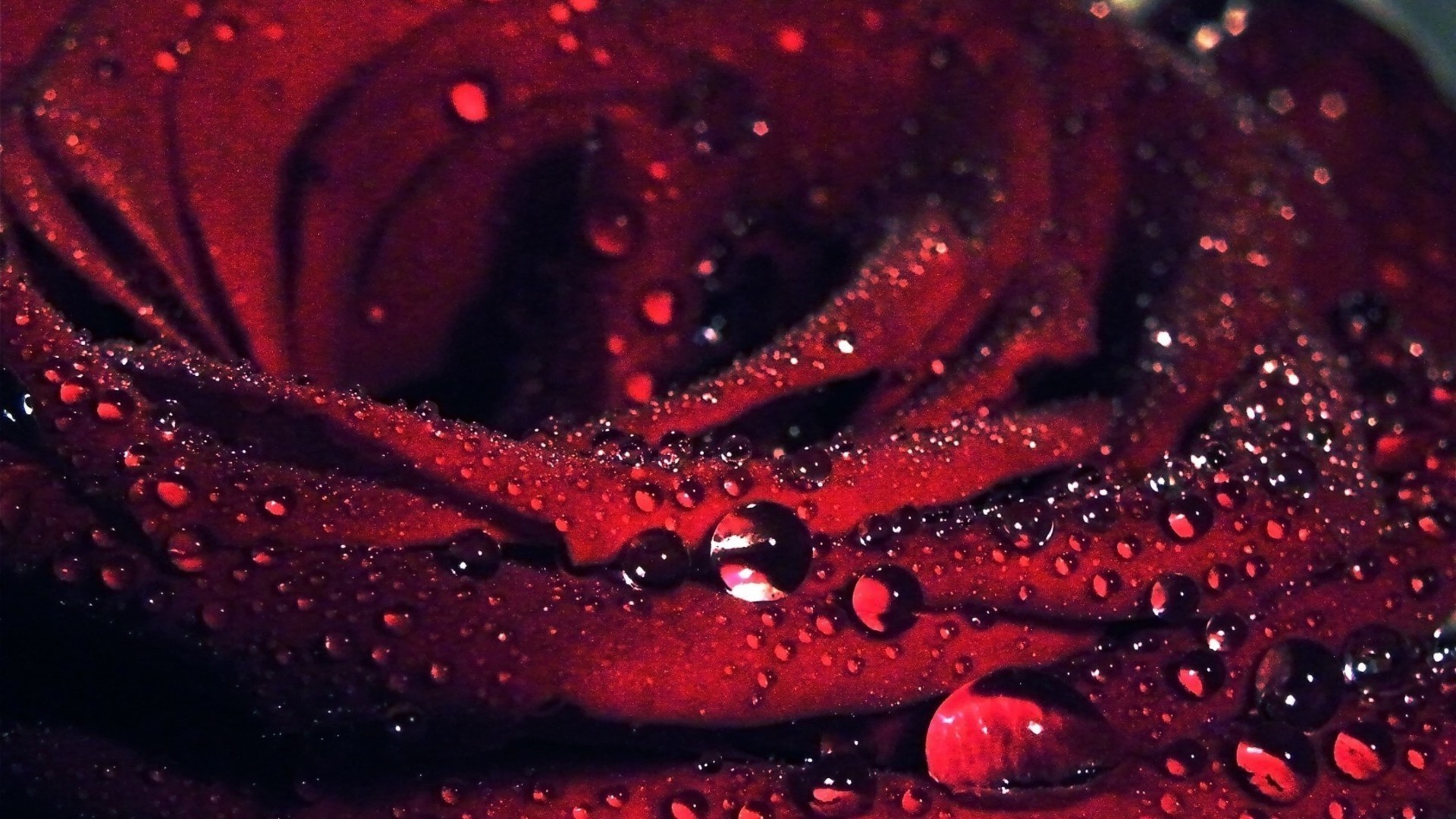 1920x1080 Red Rose Water Drops Macro HD Wide Wallpaper for Widescreen (27 Wallpapers)