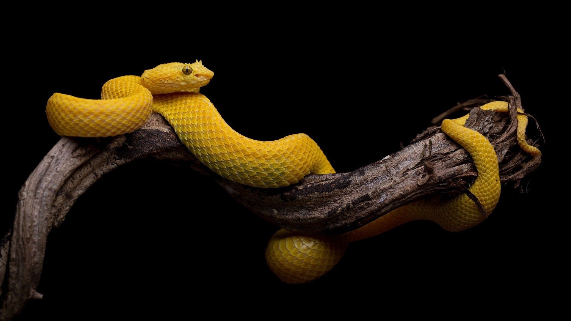 1920x1080 Download hd wallpapers of 332161-black Background, Simple, Snake, Animals,  Reptile, Yellow, Branch. Free download High Quality and Widescreen  Resolutions D