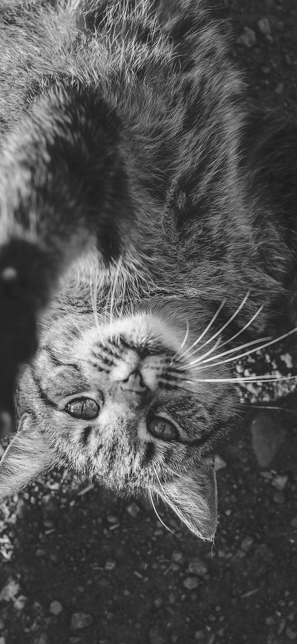 1125x2437 Upside down – cute cat iPhone X2 Wallpapers Download