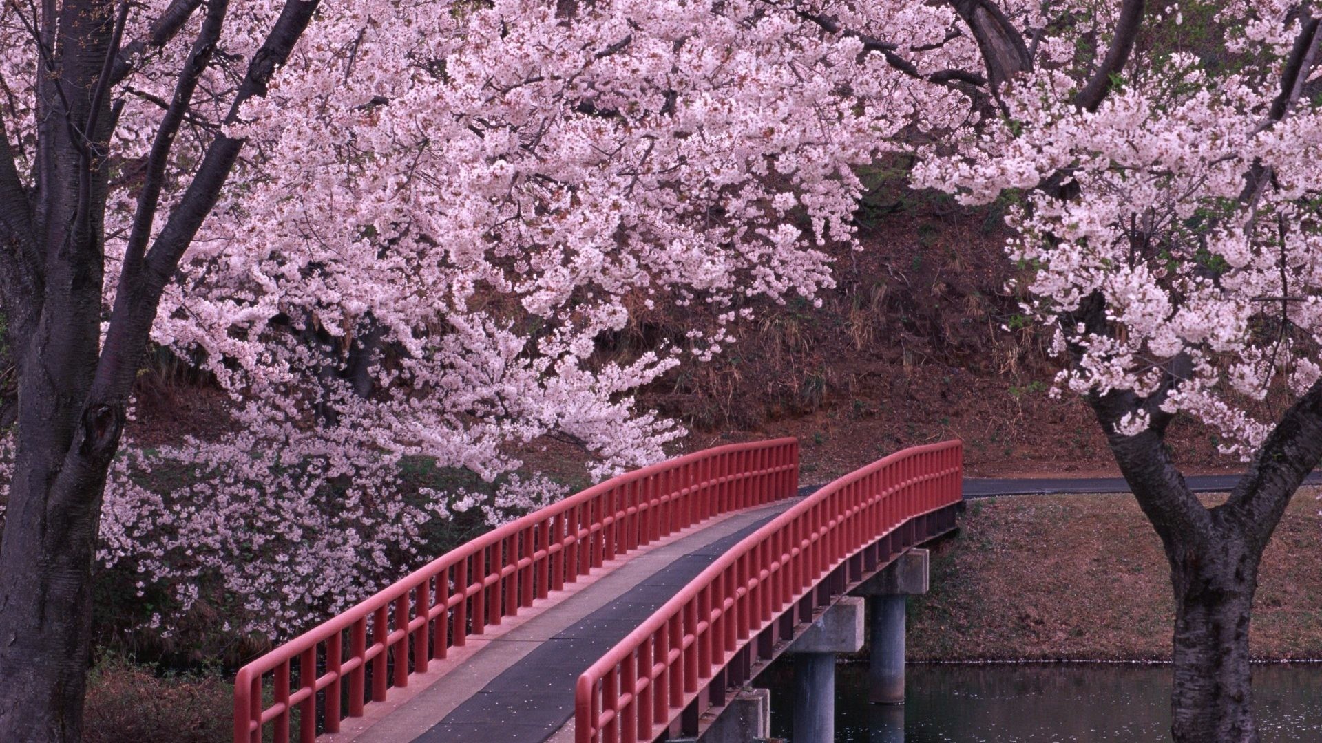 1920x1080 Bridges Tag - Bridges Red Beautiful Trees Blossoms Flowers Bridge Pink  Wallpaper Flower Rose for HD