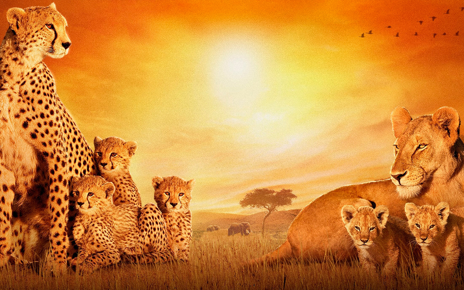 1920x1200 HD African American 4k Wallpaper for Tablet PC