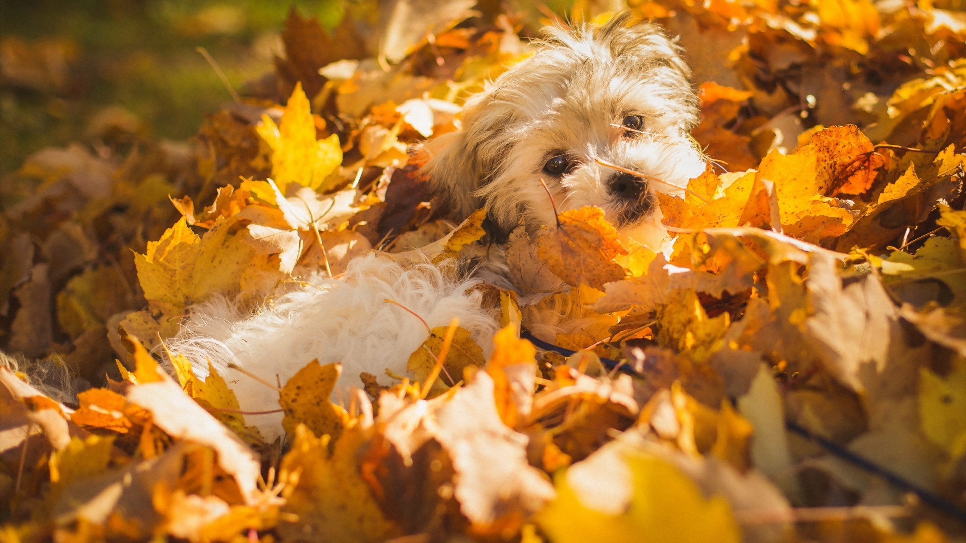 1920x1080 Autumn in CNY | Pet Expressions of Manlius NY - Dog and Cat Grooming Salon