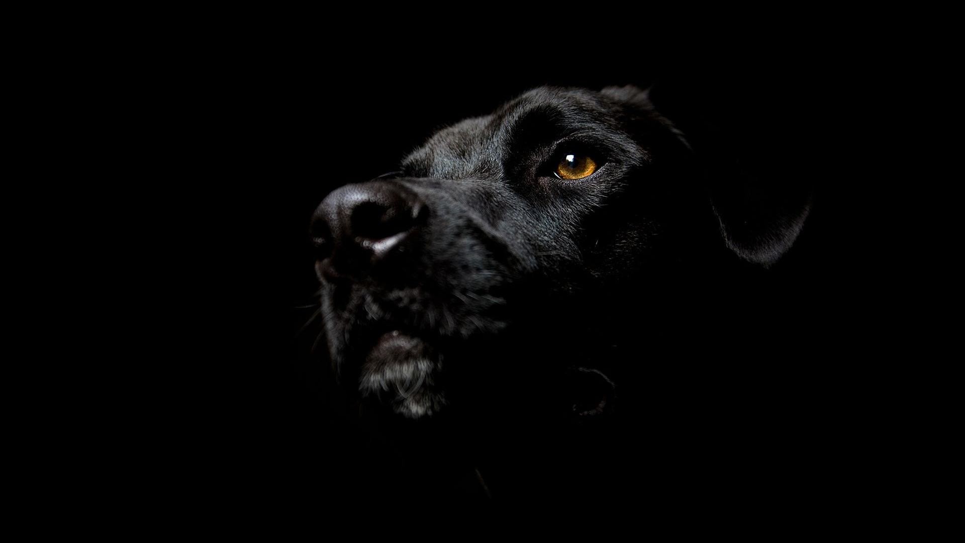 1920x1080 dark animals | Black Dog Pet Animal Head Dark Labrador Lab Doggy