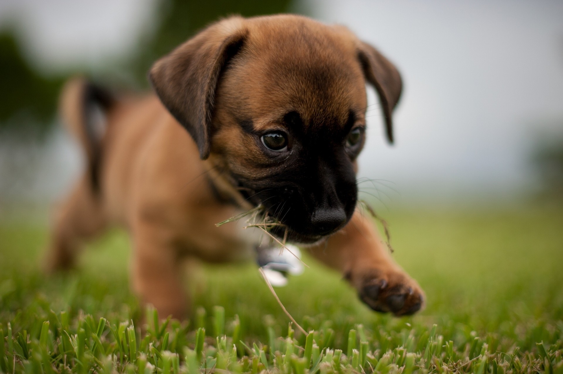 1920x1278 Boxer Puppy Wallpapers (51 Wallpapers)