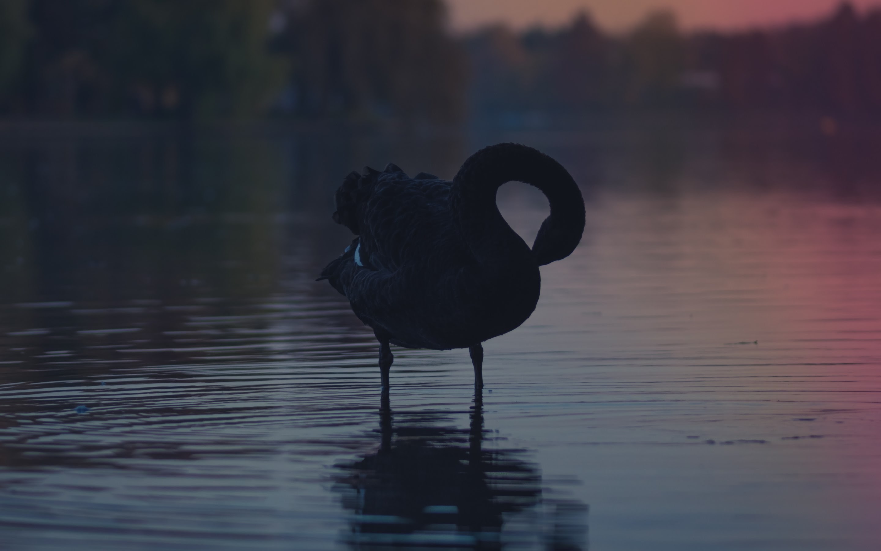 2880x1800 A beautiful Black Swan in this free HD wallpaper shared under CC0 license  by Alex Â· Download the wallpaper with graceful bird at 4K, HD and Wide  sizes for ...