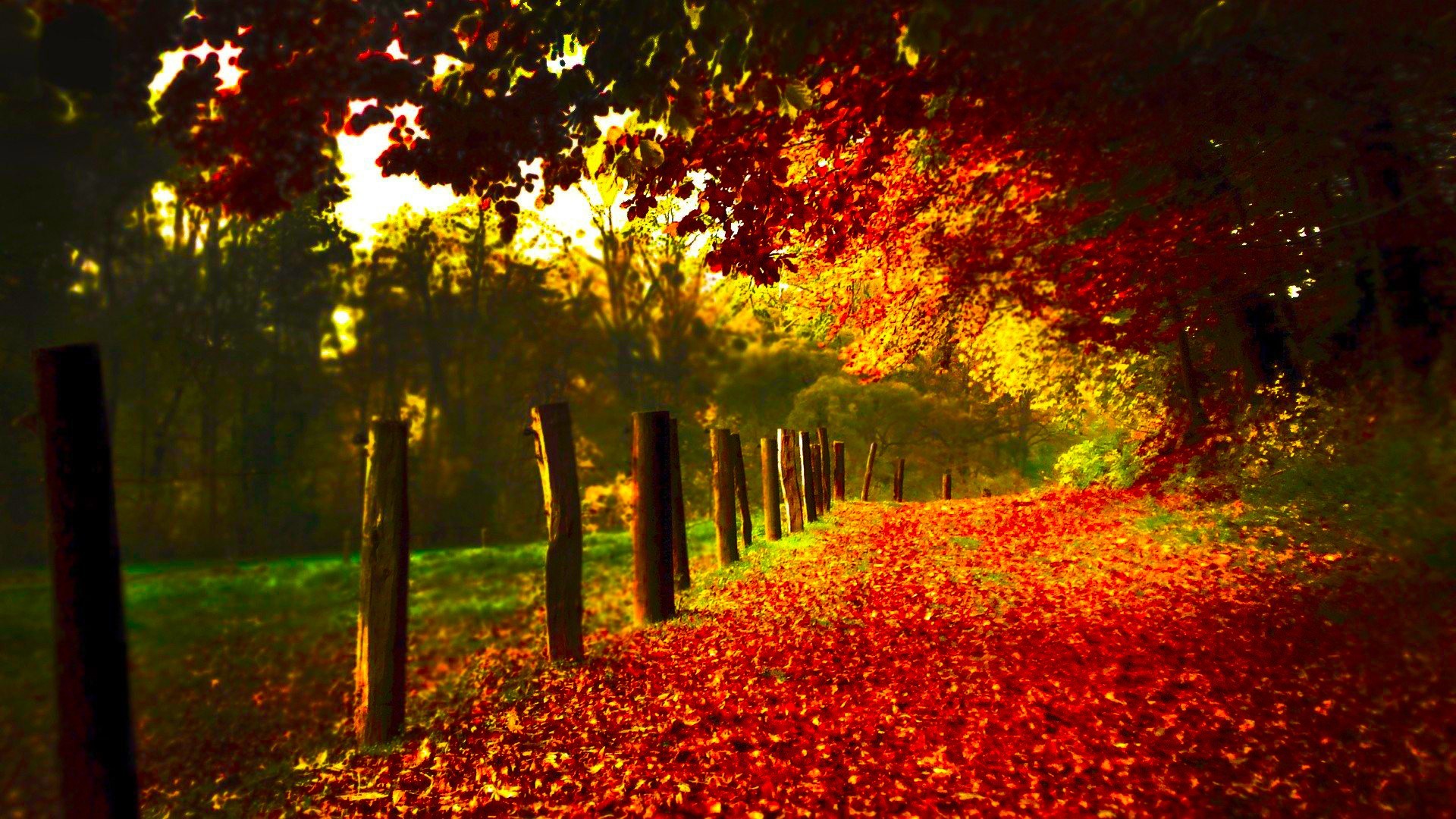 1920x1080 fall wallpapers red leaves