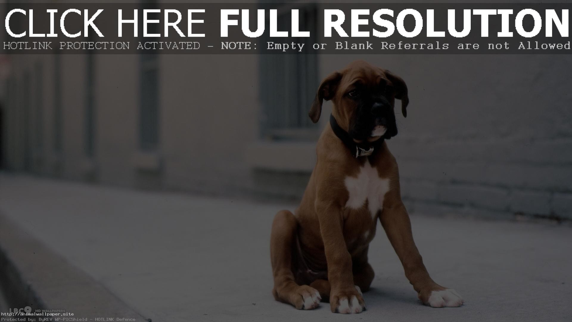 1920x1080 Best Boxer Dog Christmas Wallpapers