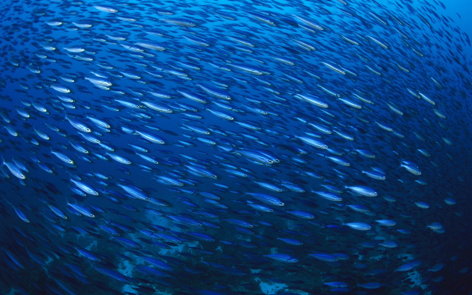 1920x1200 Fish Underwater Wallpaper  Fish Underwater 