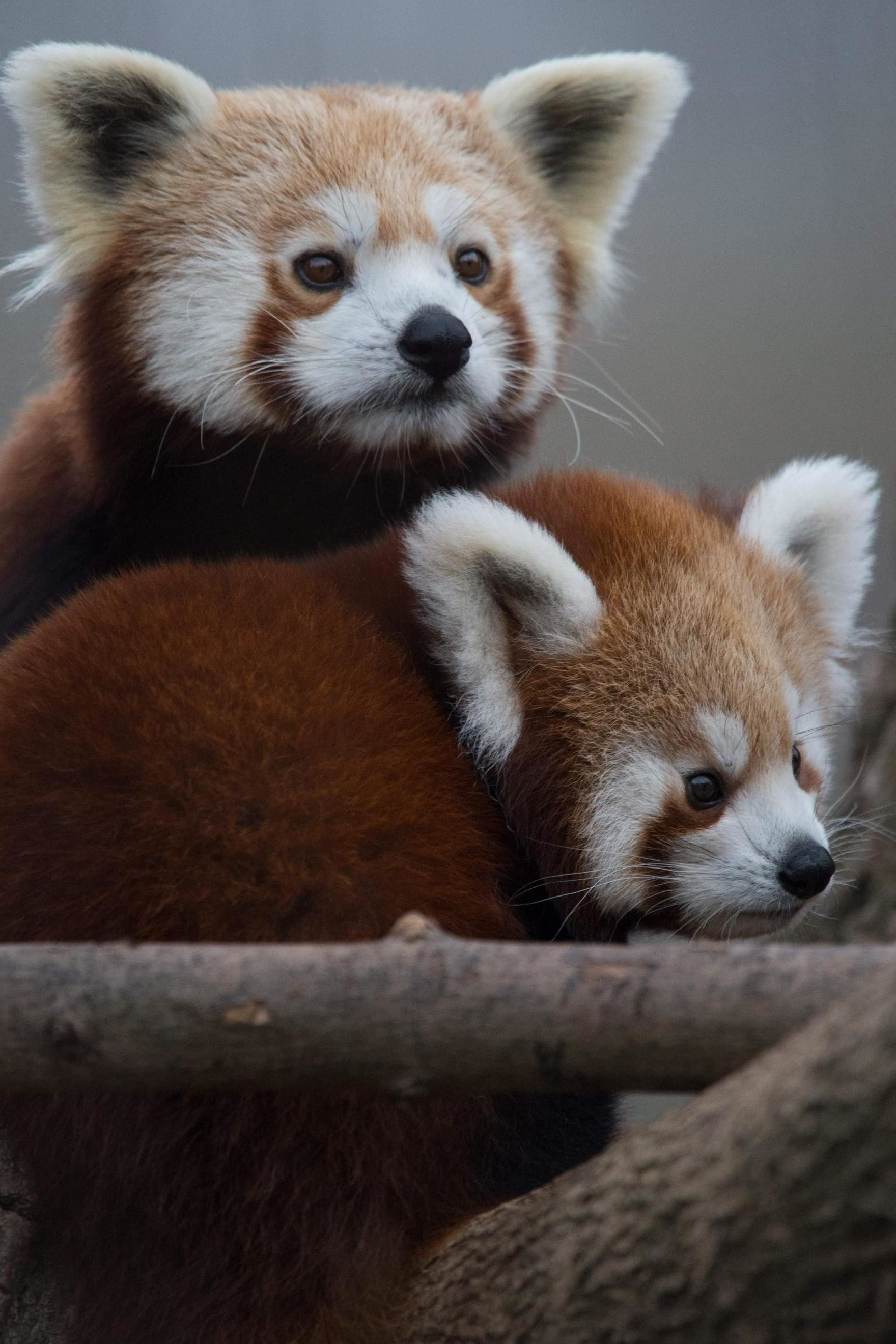 1760x2640 red panda cute animals iphone7 retina