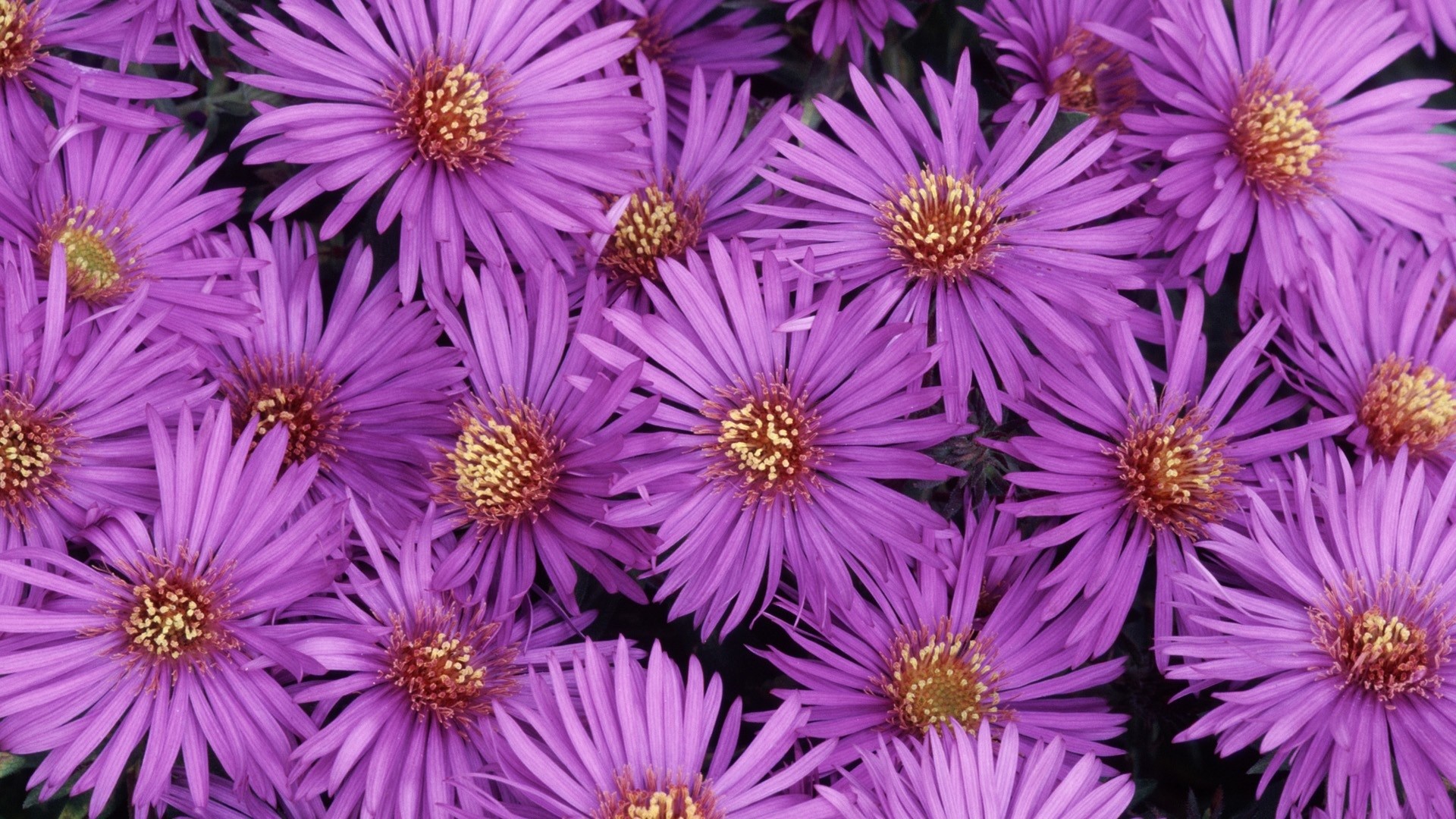 1920x1080 Purple Flowers