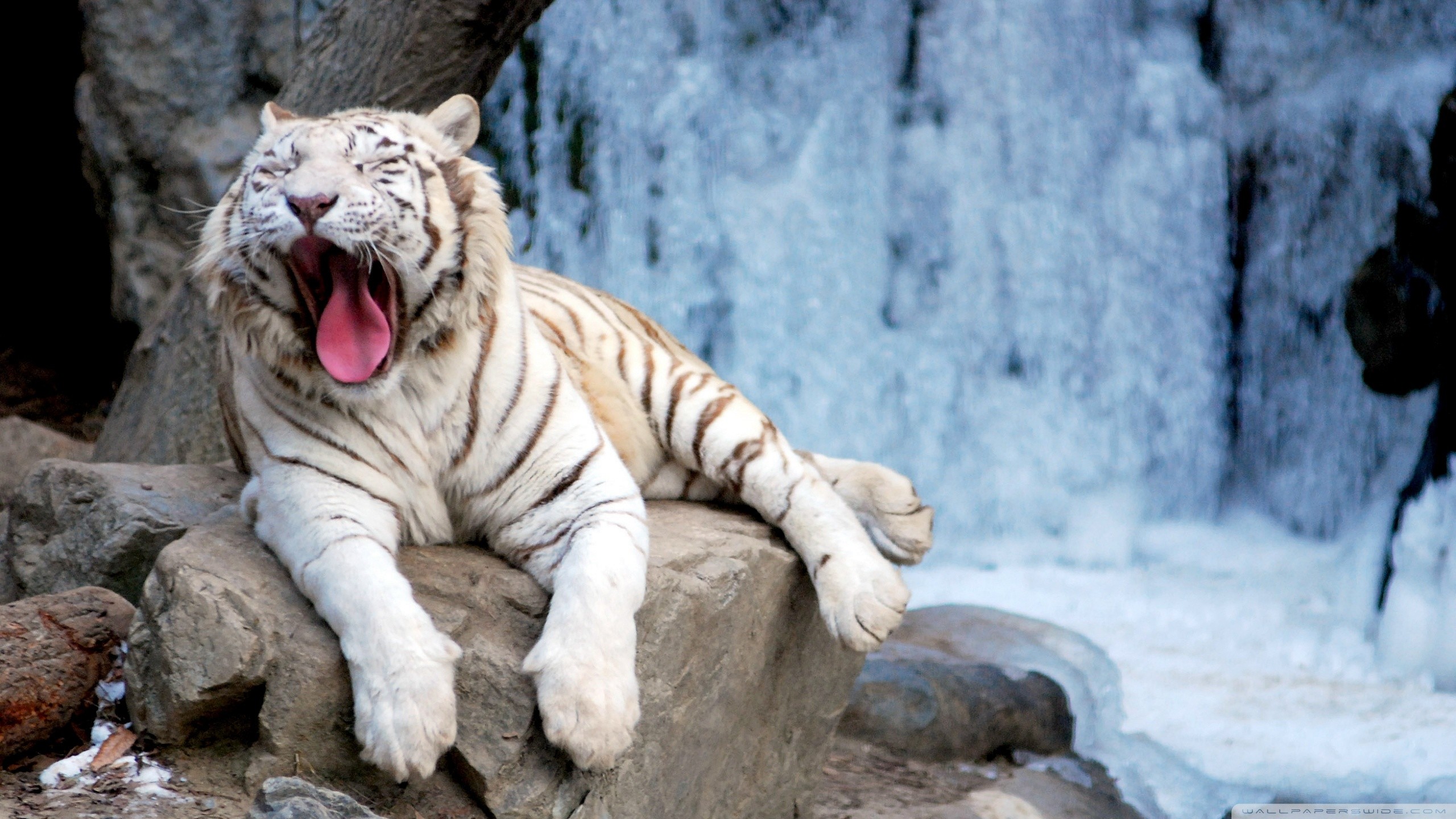 2560x1440 Animal White Tiger Tiger Wallpaper