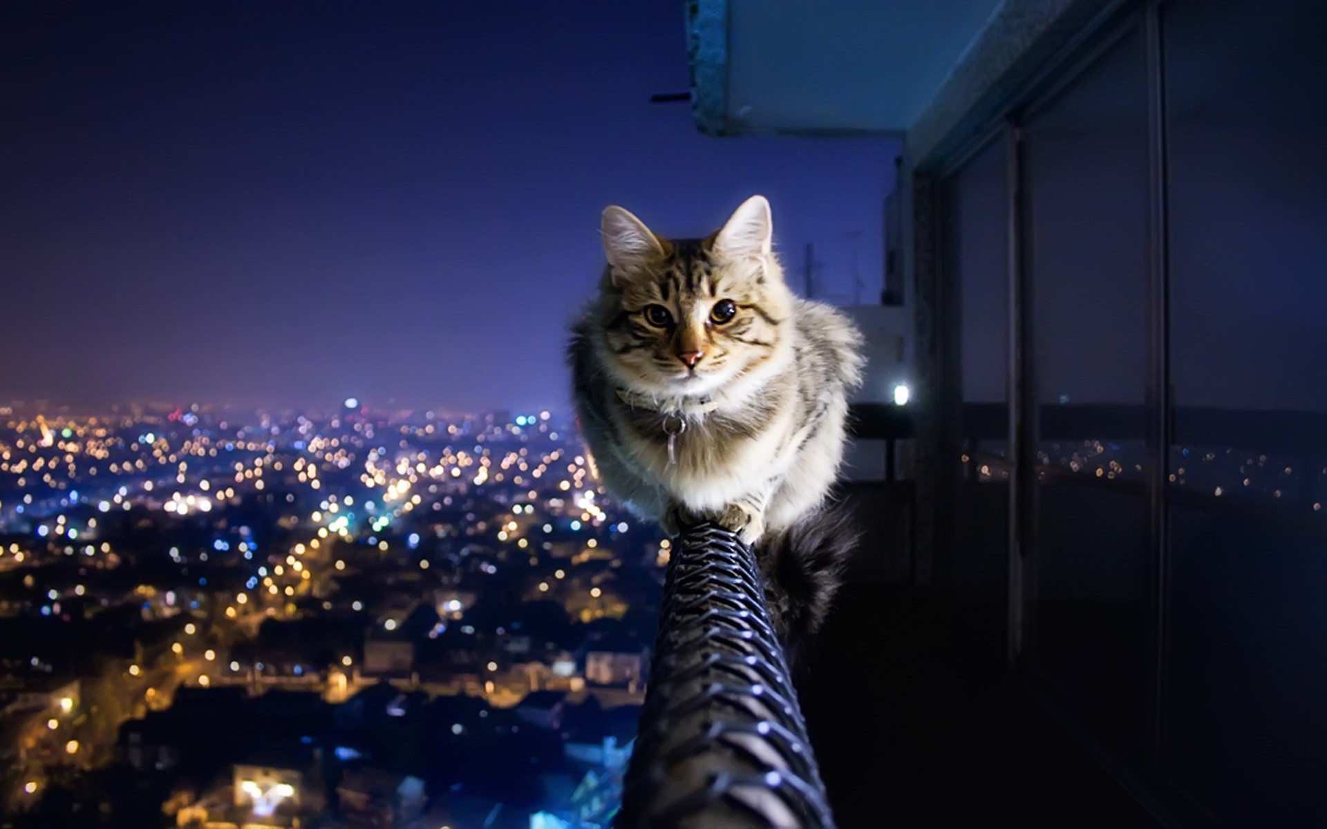 Funny Cat Wallpapers For Desktop 69 Images 