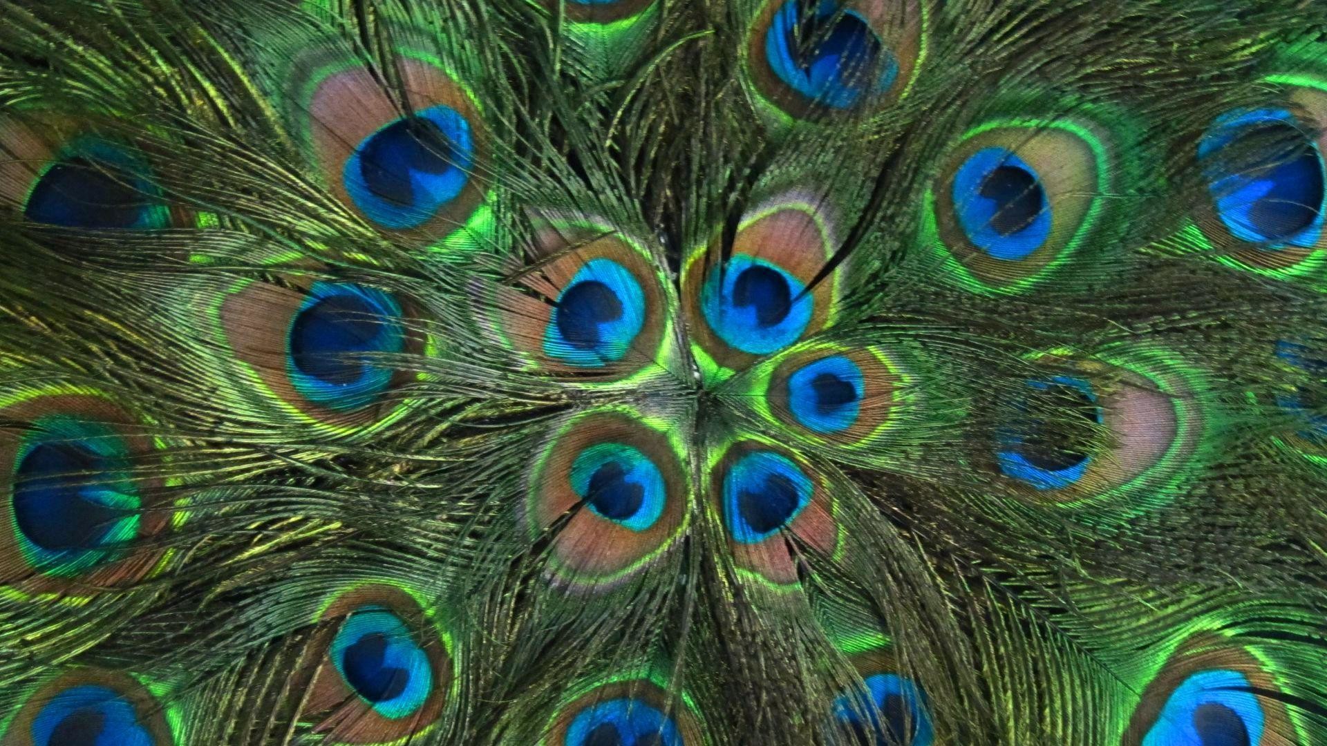 1920x1080 peacock feather wallpaper
