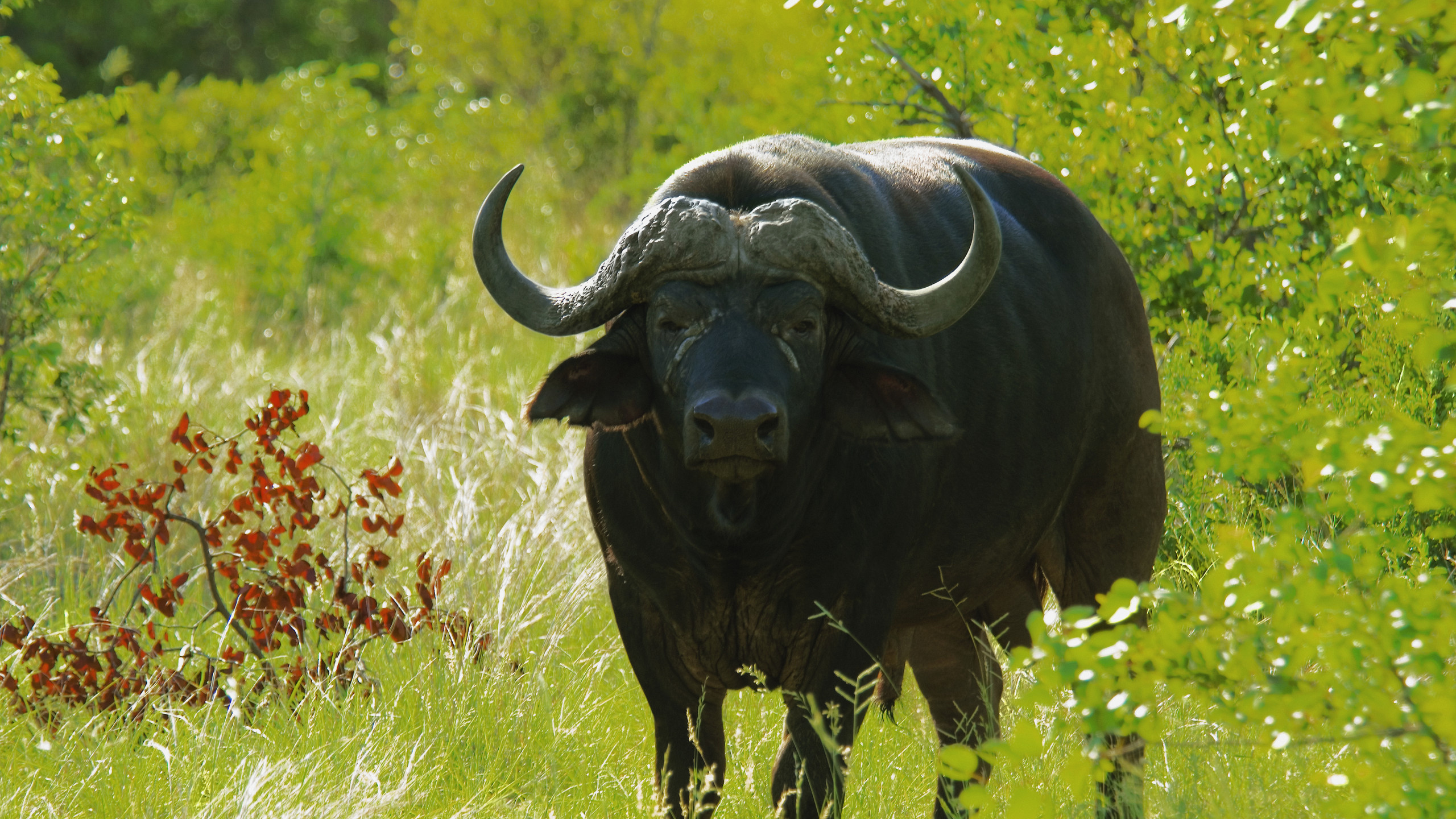 2560x1440  wallpaper african buffalo, desert, bison, wildlife, grass