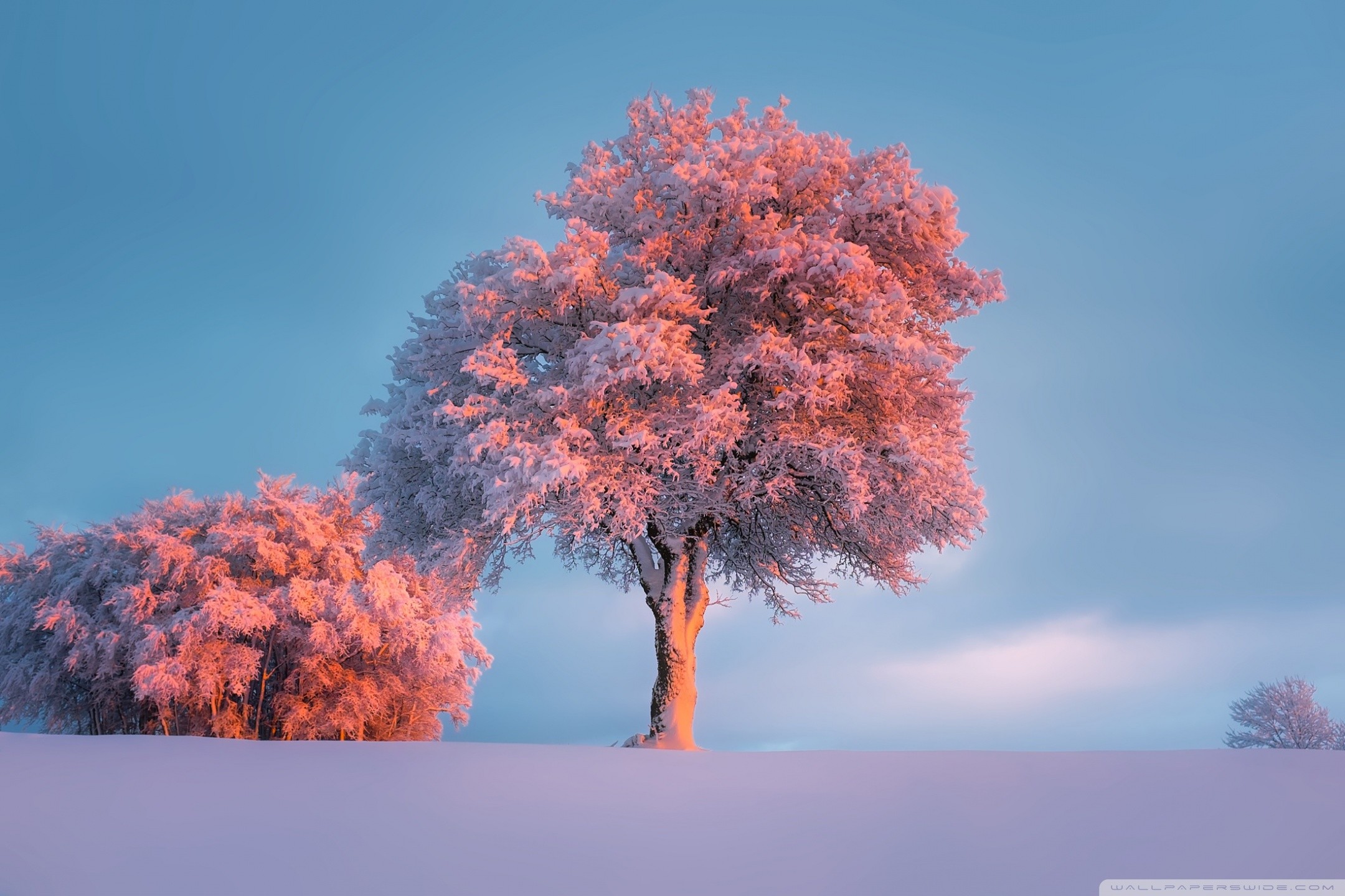 2160x1440 ... Winter, Pink Sunset HD HD Wallpaper 
