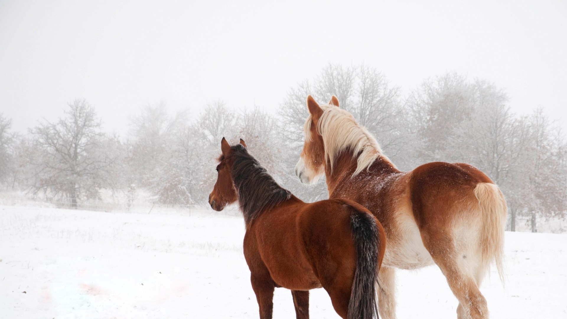 1920x1080  Wallpaper horse, winter, snow, couple