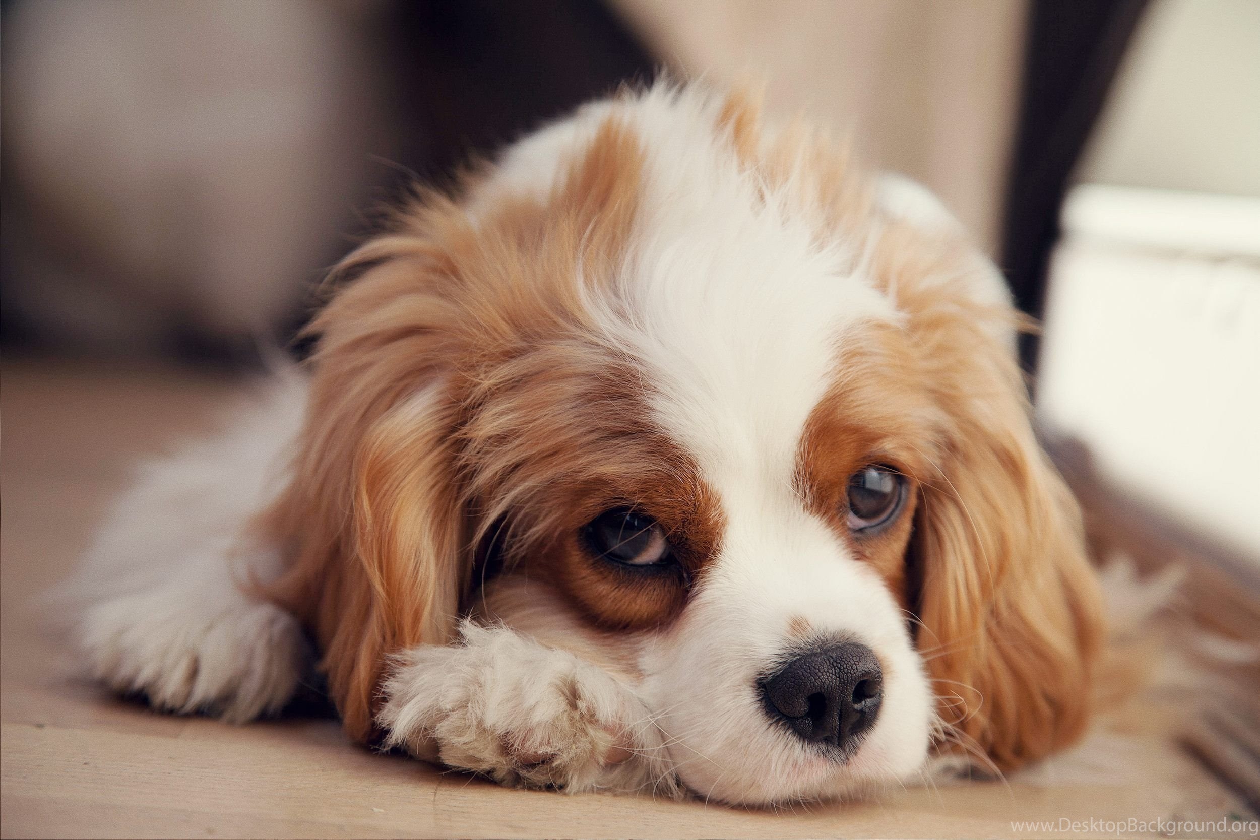 2500x1667 Cute Puppy Wallpapers Download For Desktop, PC & Mobile