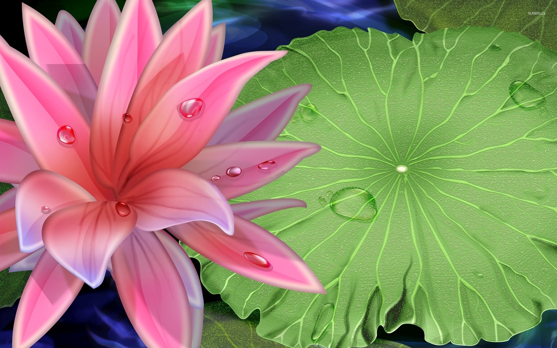 1920x1200 Water drops on a beautiful water lily wallpaper