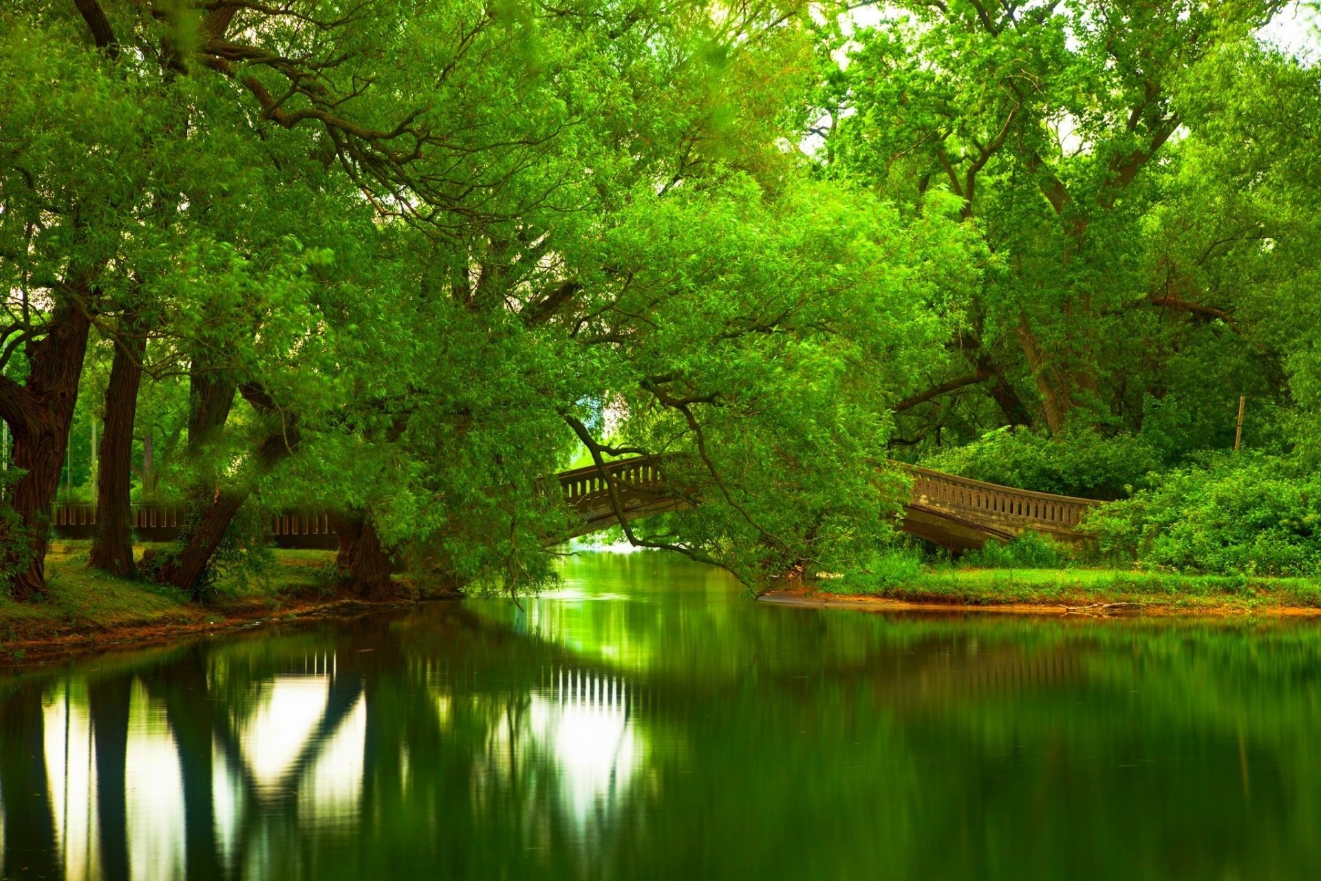 1920x1280 trees with water wallpaper Trees With Water Wallpaper on  MarkInternational.info