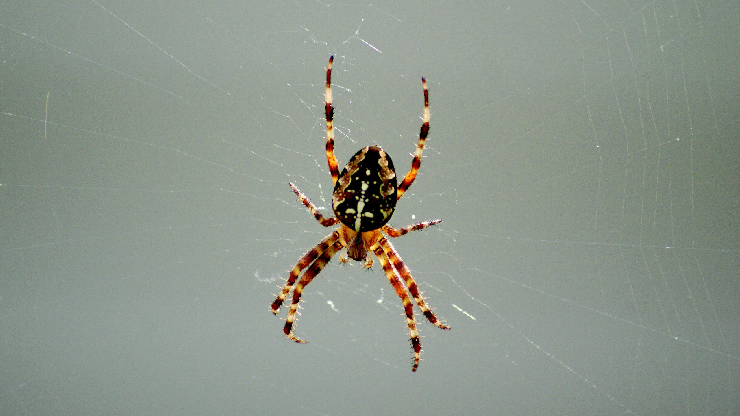 2560x1440 Spider and spiderweb Wallpapers