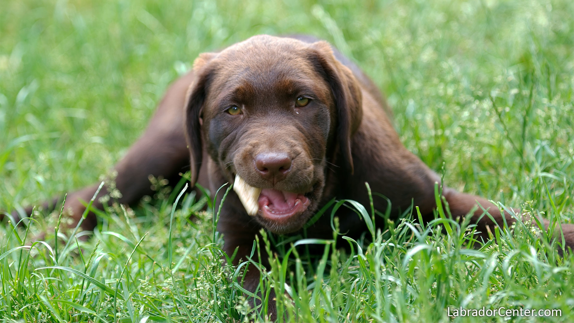 1920x1080 Chocolate(Brown) Labrador Pup in the Grass