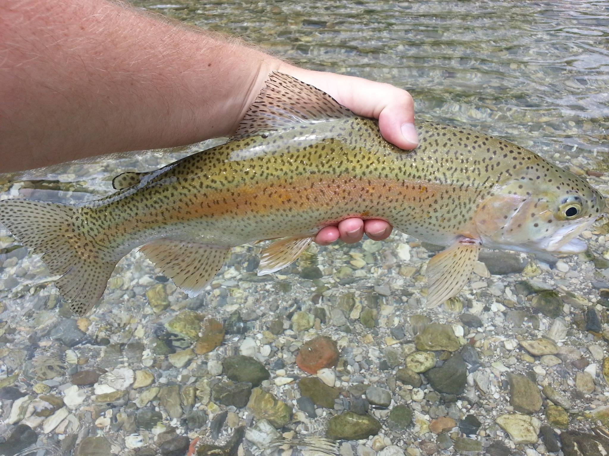 2048x1536 rainbow trout