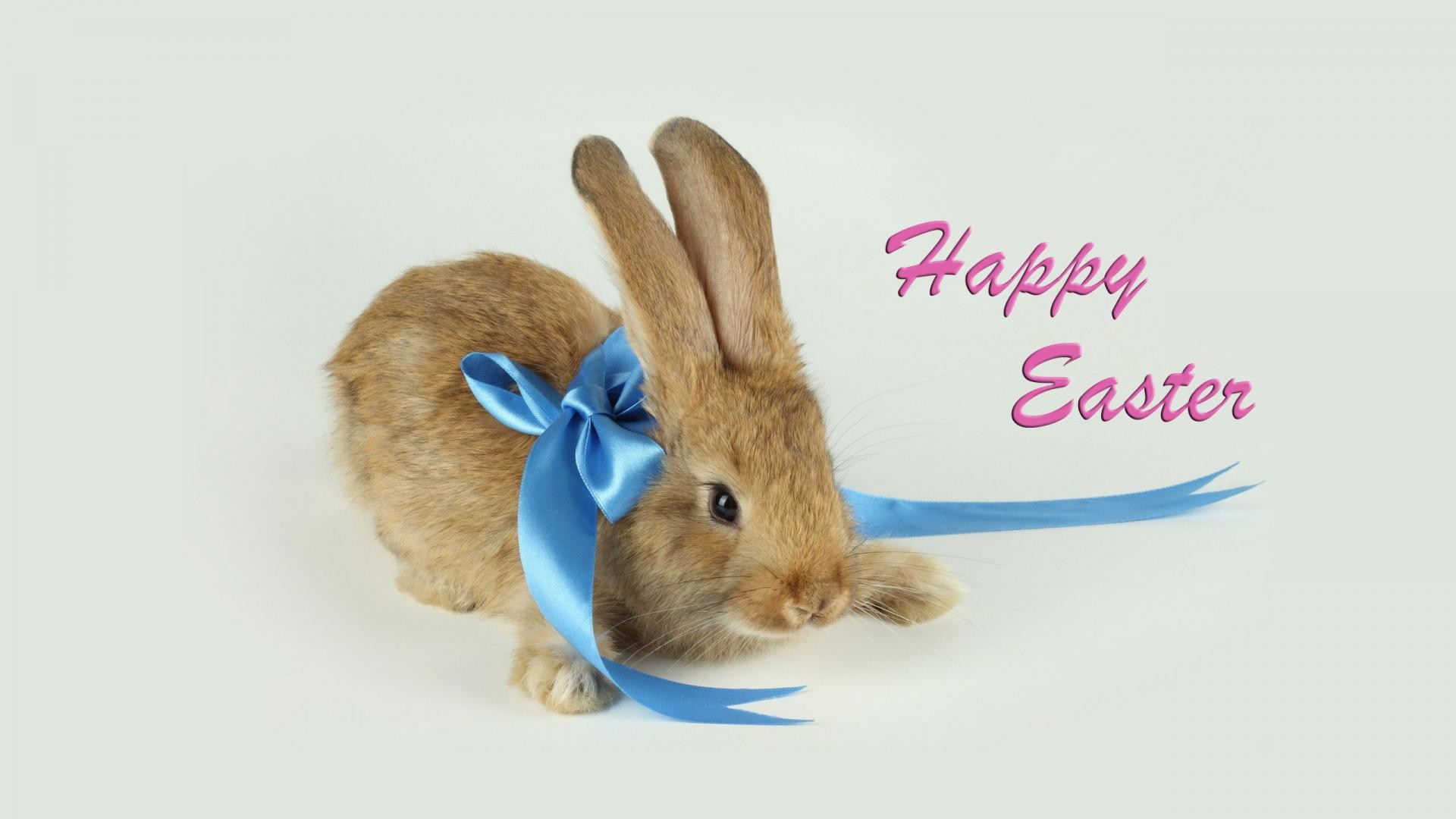 1920x1080 Happy Easter Bunny With Blue Bow