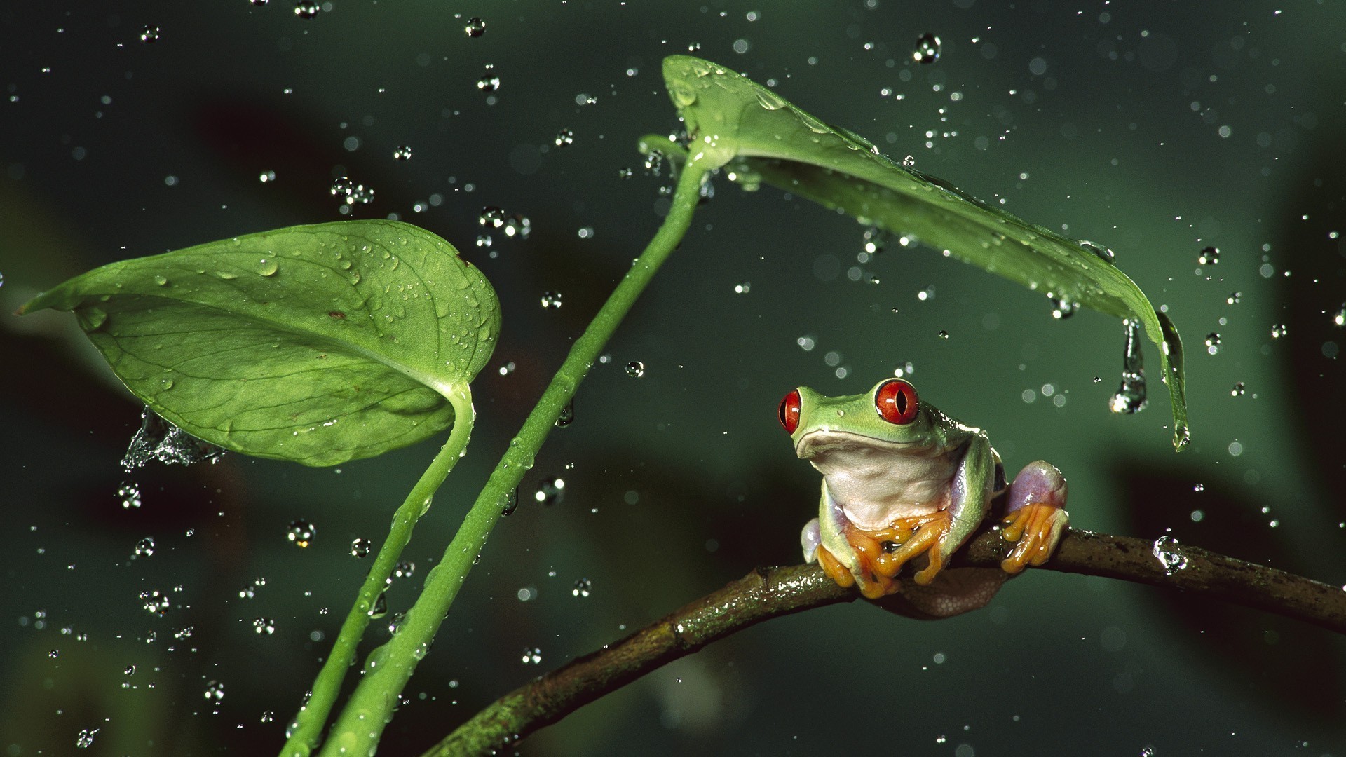 1920x1080 frog, Animals, Nature, Amphibian, Red Eyed Tree Frogs, Water Drops  Wallpapers HD / Desktop and Mobile Backgrounds