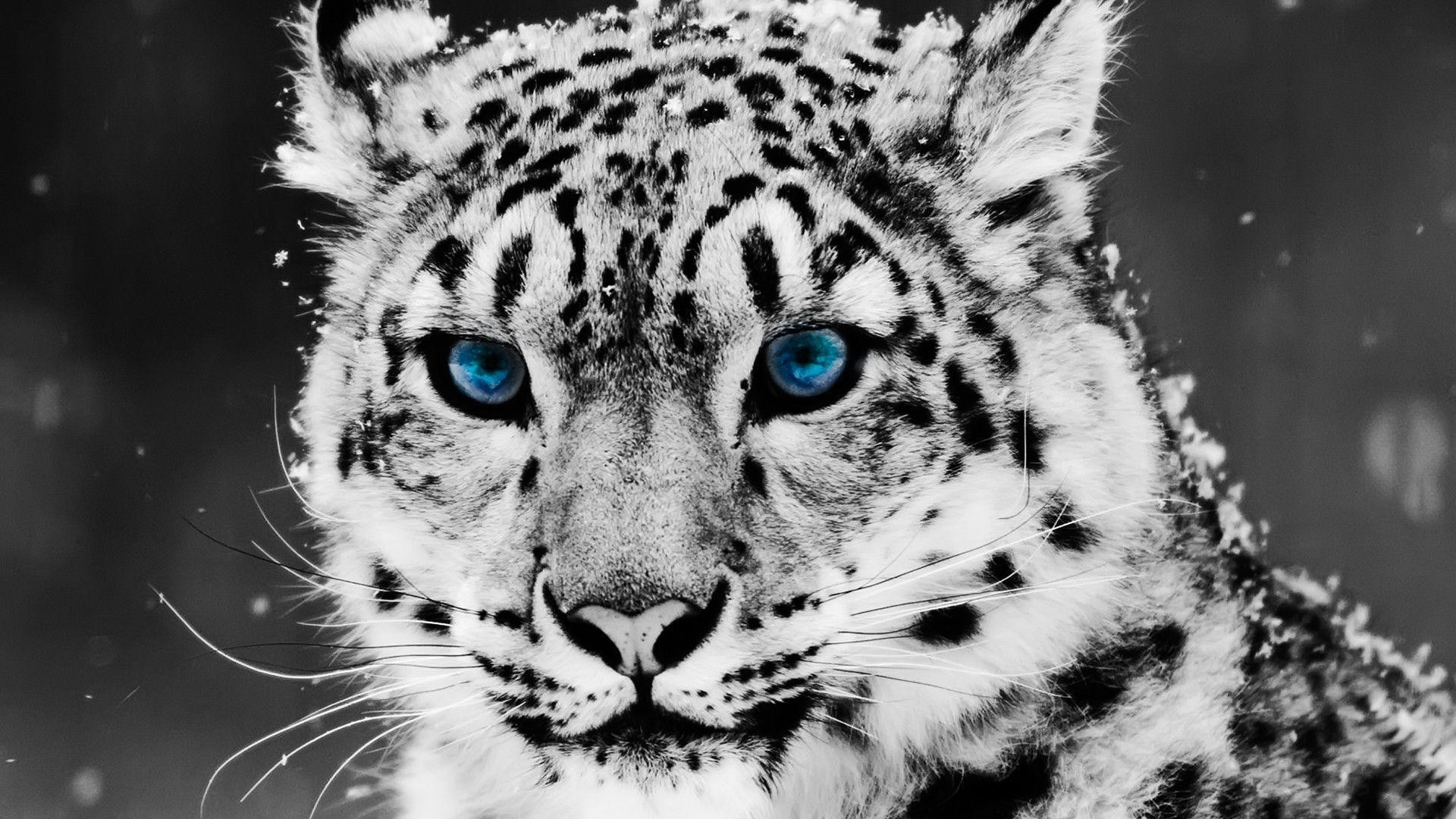 1920x1080 Download Animals Snow Leopard Wallpaper  | Full HD Wallpapers