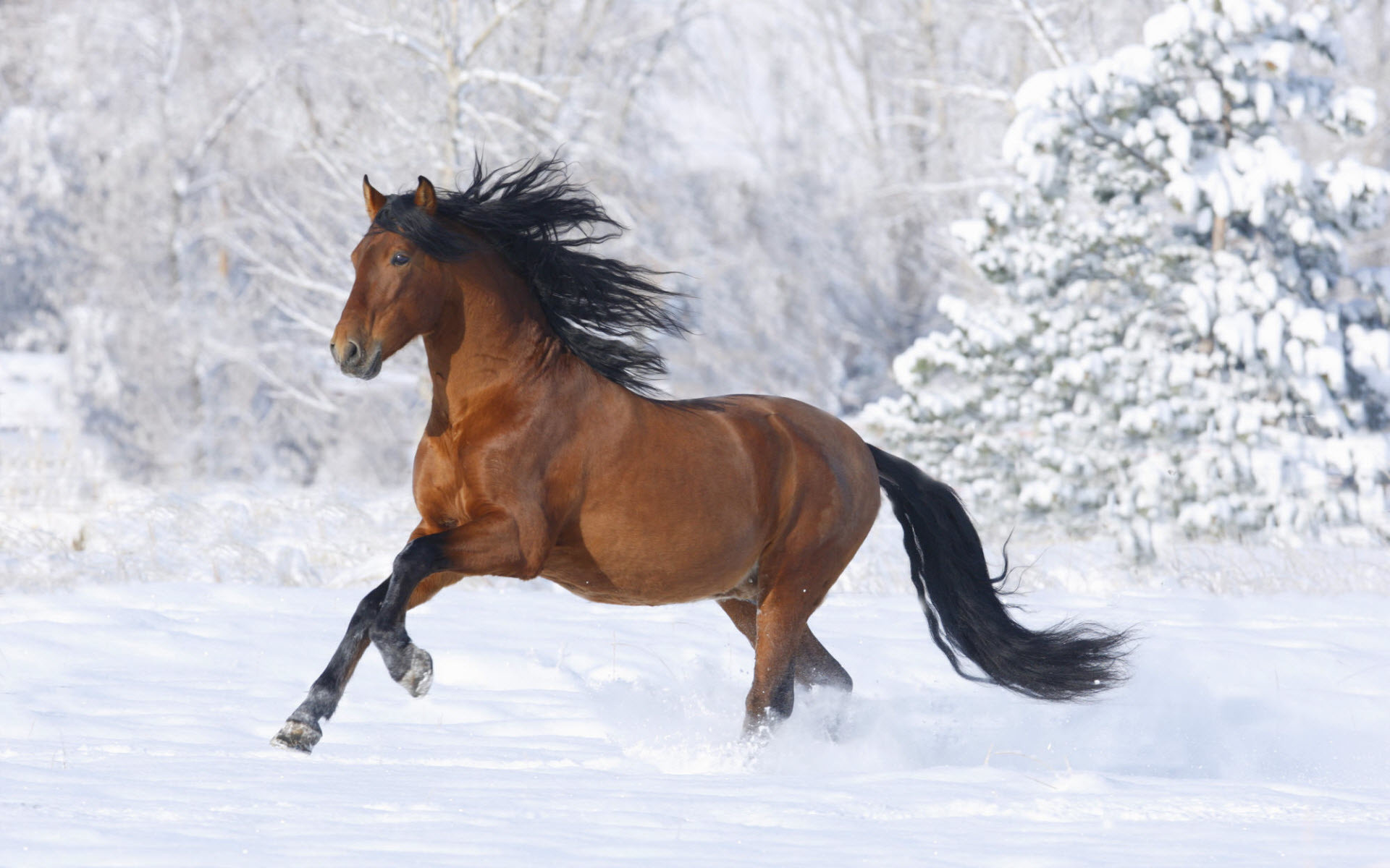 1920x1200 This free scenery wallpaper includes a racing horse. Although it is snowing  and extremely cold, the horse is unwilling to take a rest. He is [Read  More…]